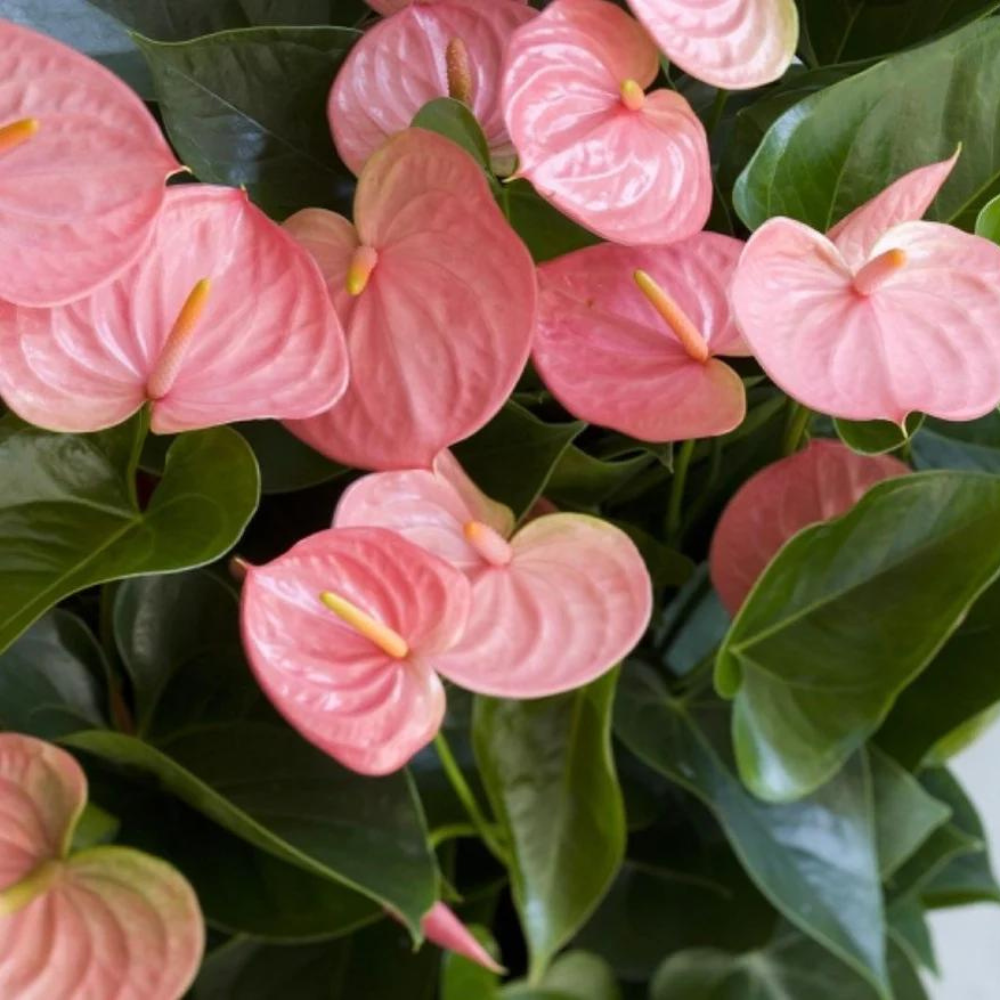 DZ Dwarf Anthurium Melito Pink Indoor/Outdoor Live Plant - view 3