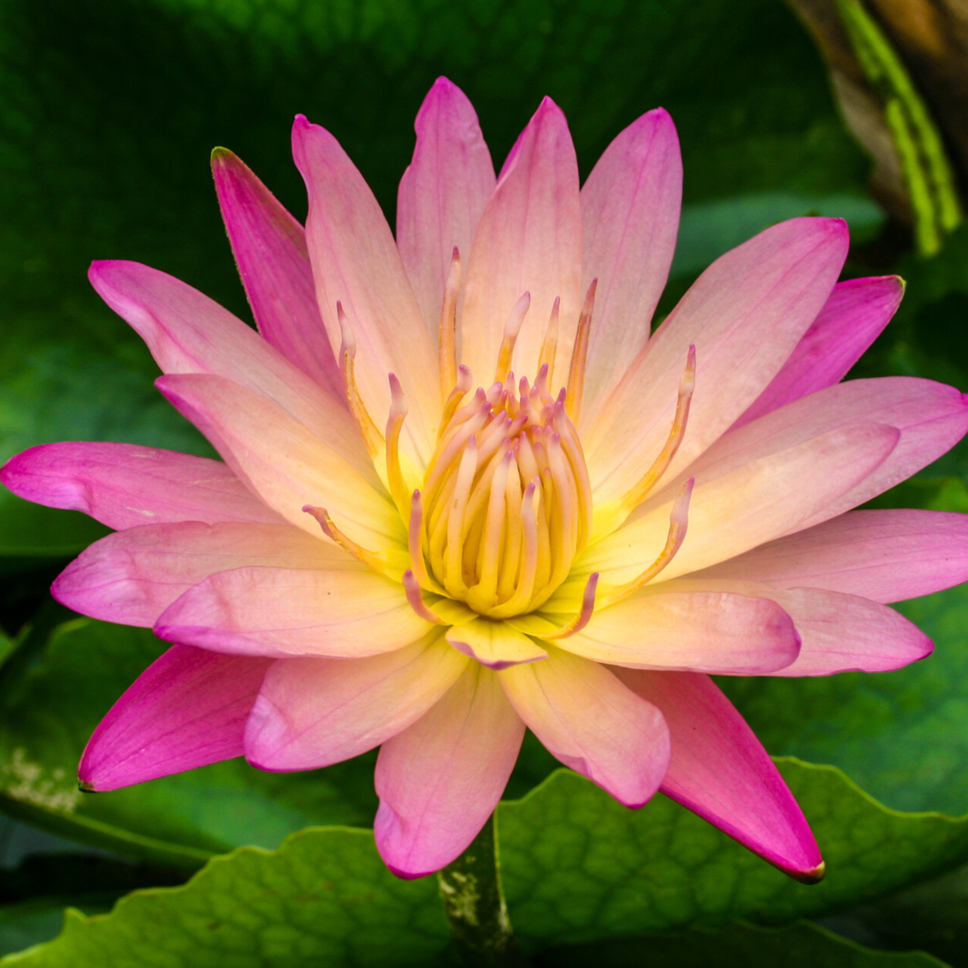 DZ Nymphaea After Glow - view 2