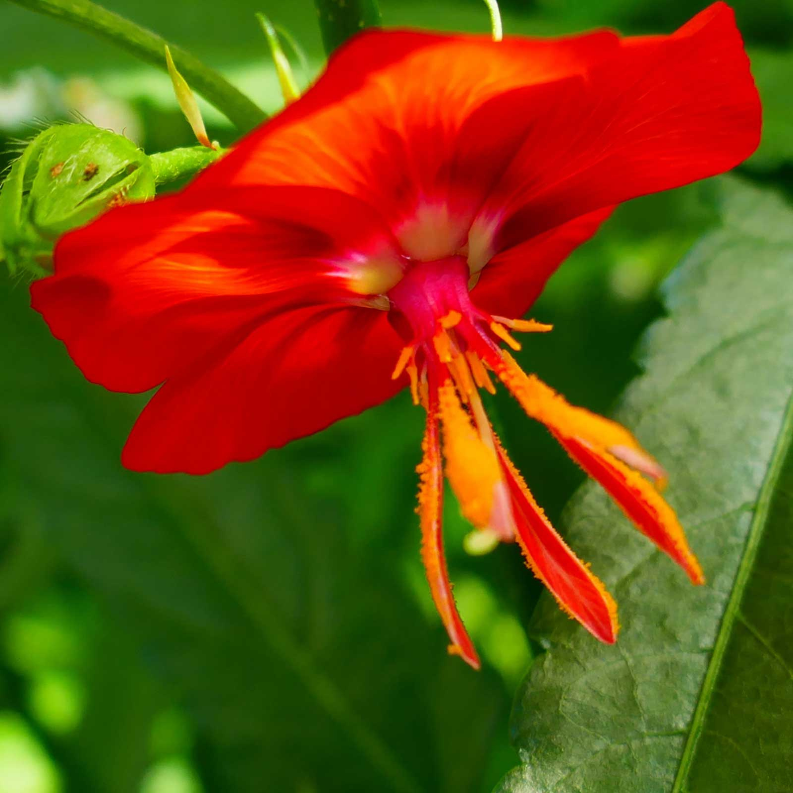 MR Midday / Scarlet Mallow Red (Pentapetes phoenicea) Rare Flowering Live Plant - view 5