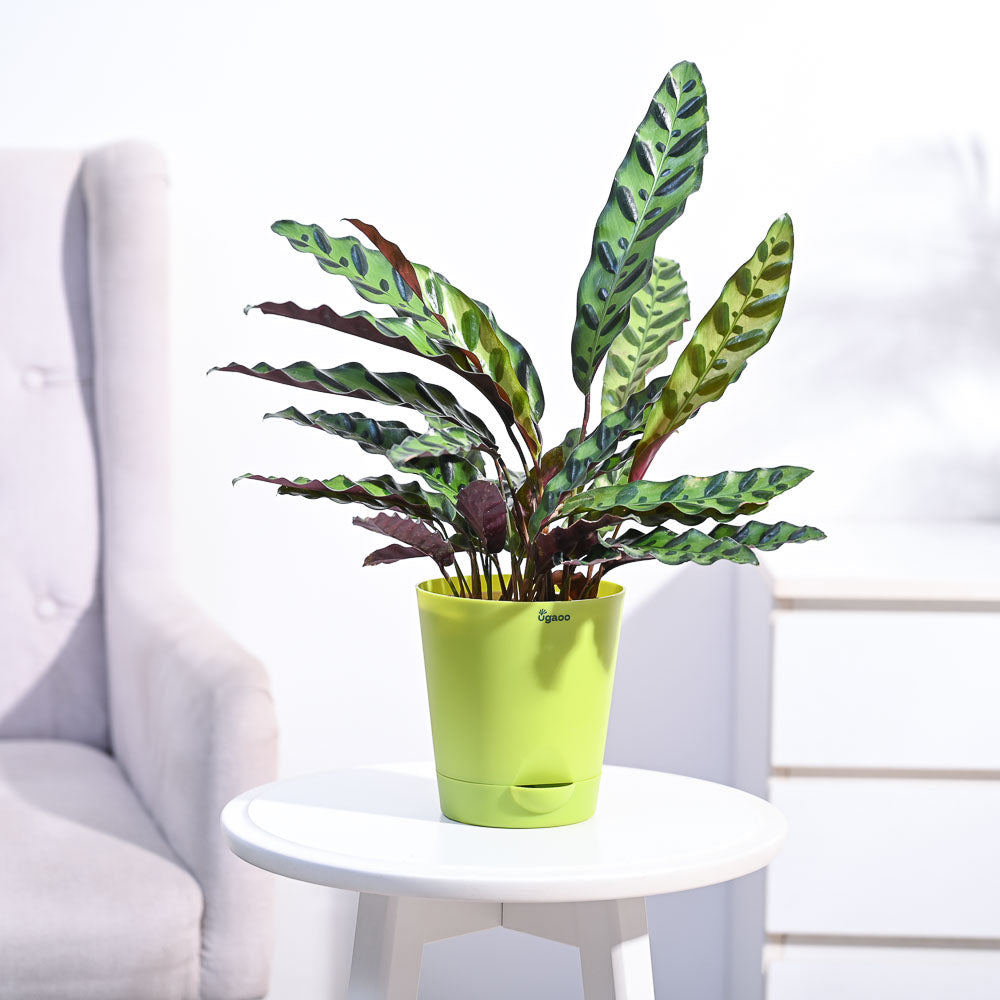 Ugaoo Calathea Rattlesnake Plant - view 27