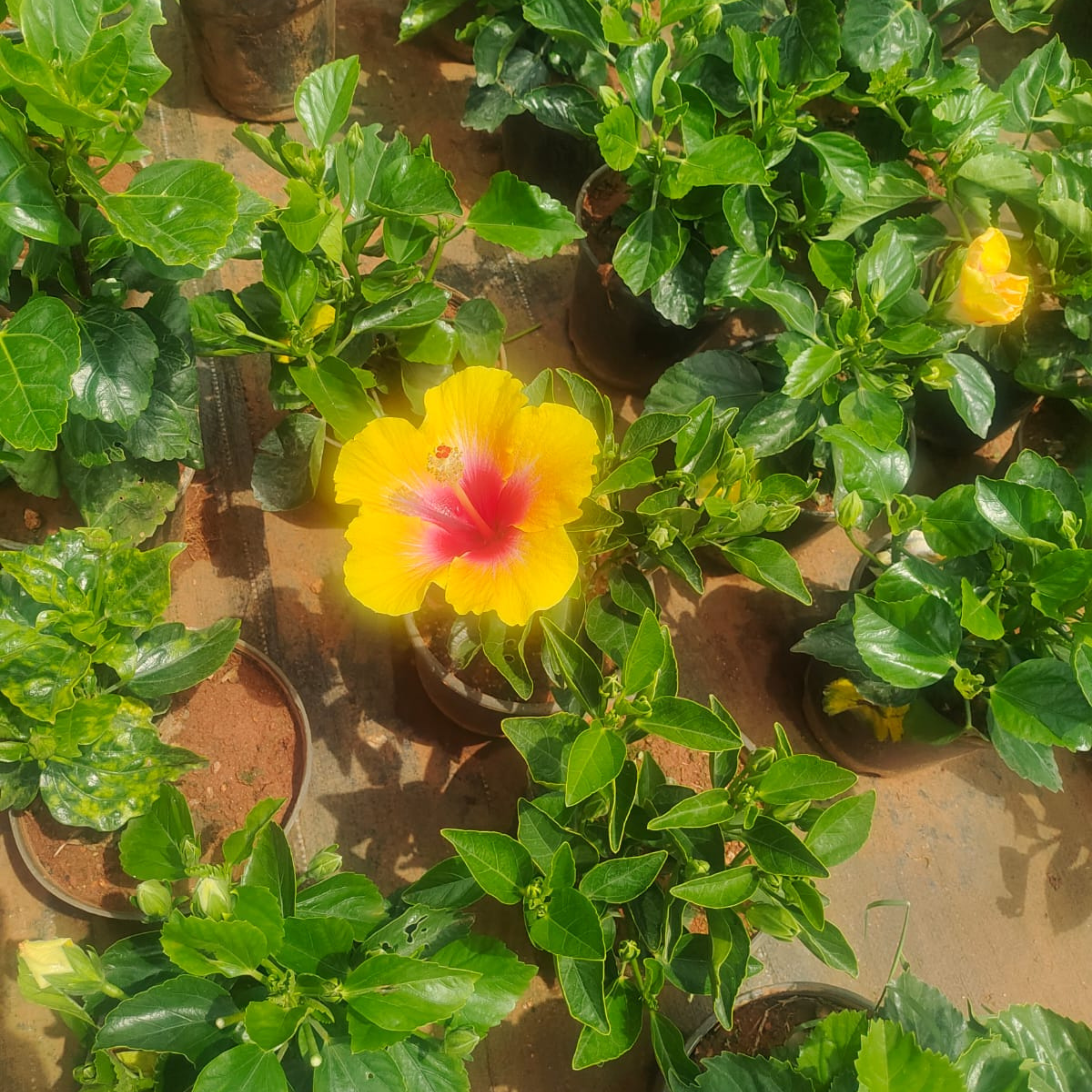 DZ Hibiscus Yellow-Pink Core Flowering Live Plant