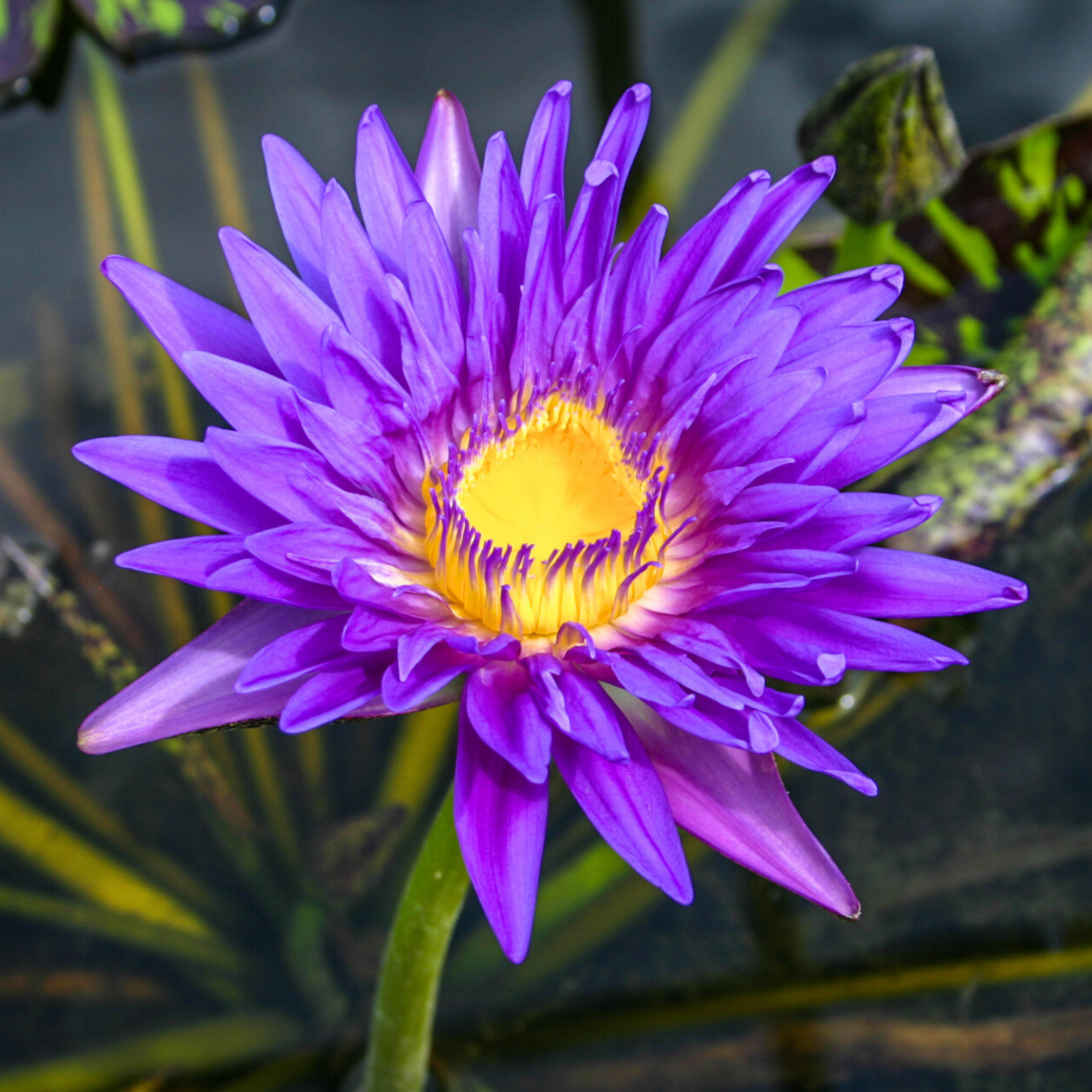 DZ Nymphaea Blue Spider - view 2