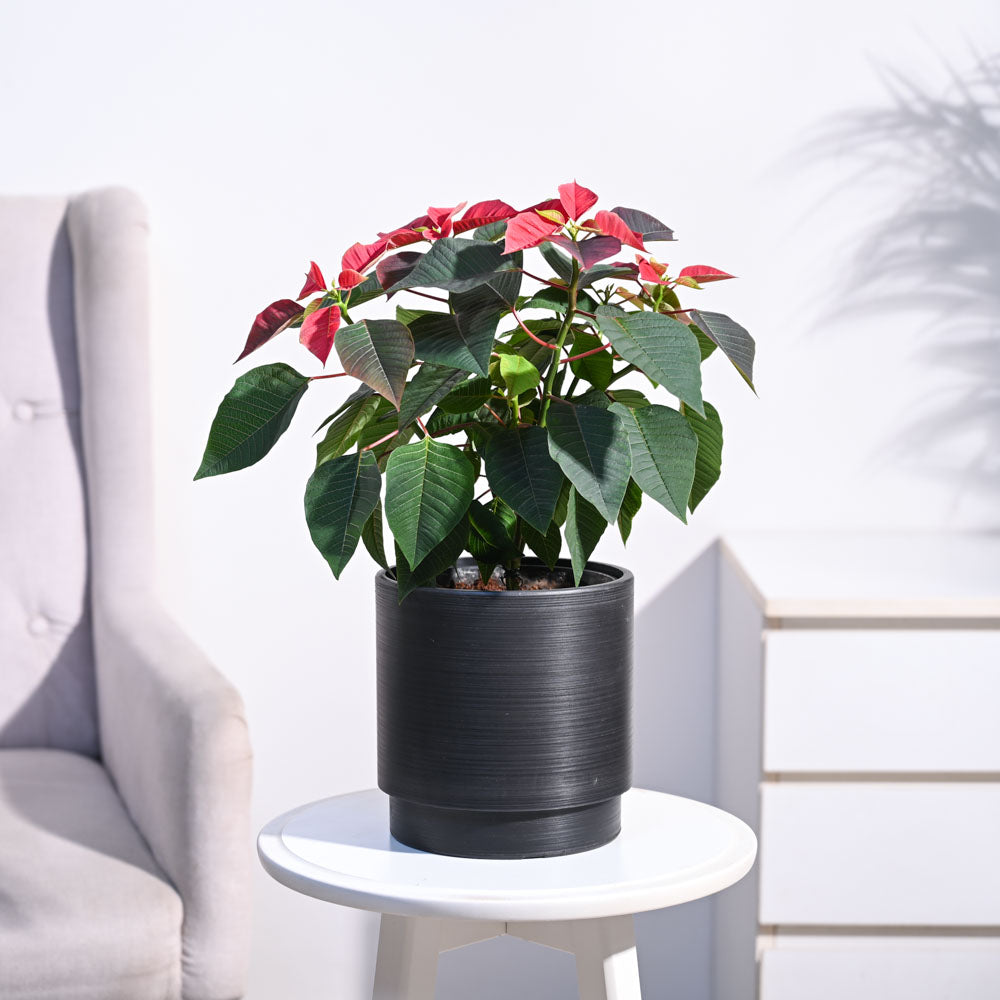 Ugaoo Poinsettia Red Plant with Oslo Planter - view 6