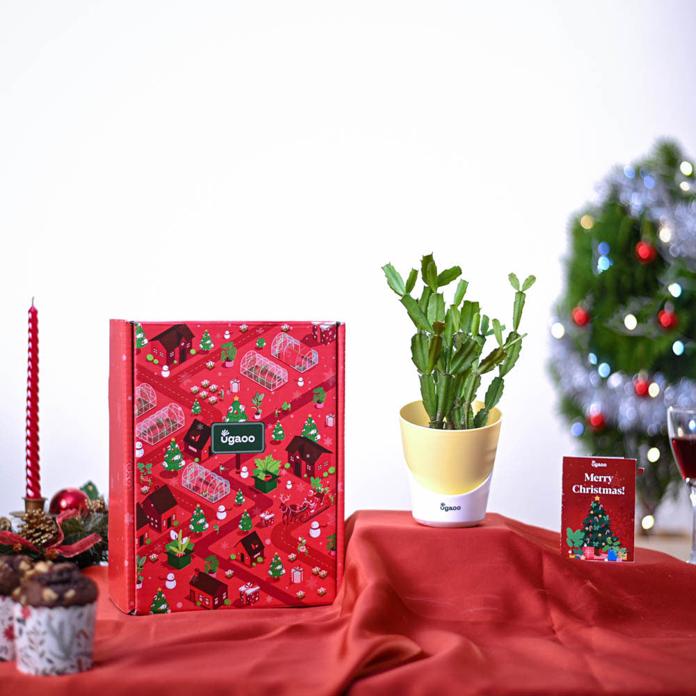 Ugaoo Christmas Cactus Plant Christmas Gift Hamper - view 2