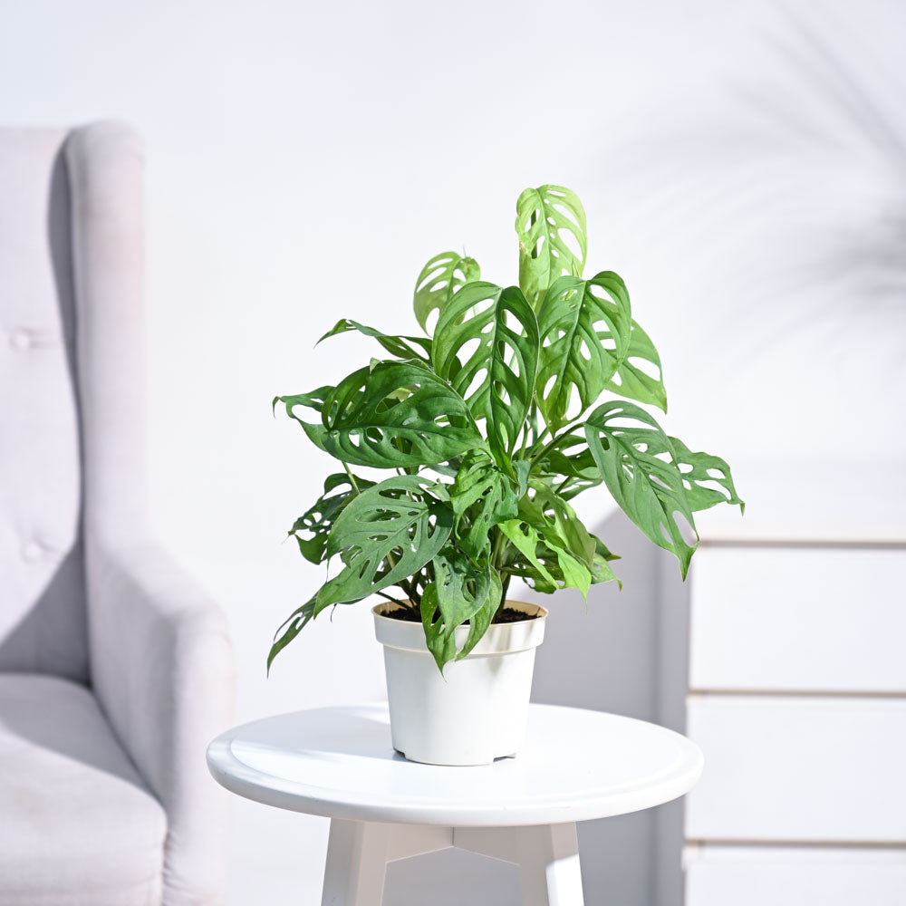 Ugaoo Broken Heart Plant - view 87