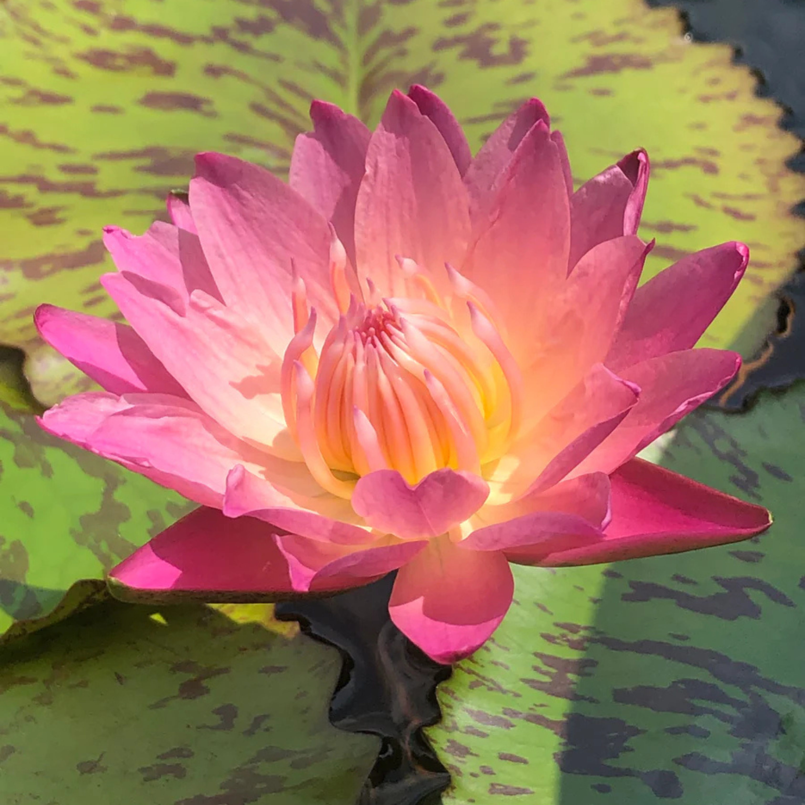 DZ Nymphaea Albert Greenberg - view 4