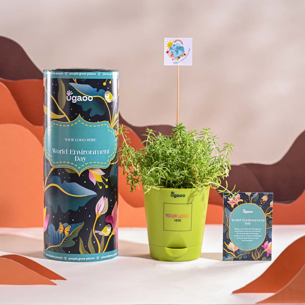 Ugaoo Golden Sedum Plant For Environment Day Gifting - view 14