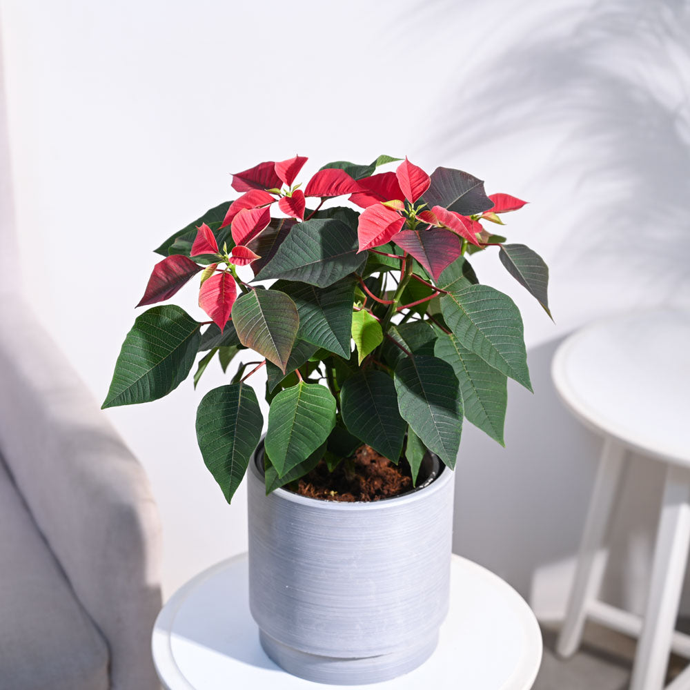 Ugaoo Poinsettia Red Plant with Oslo Planter - view 5