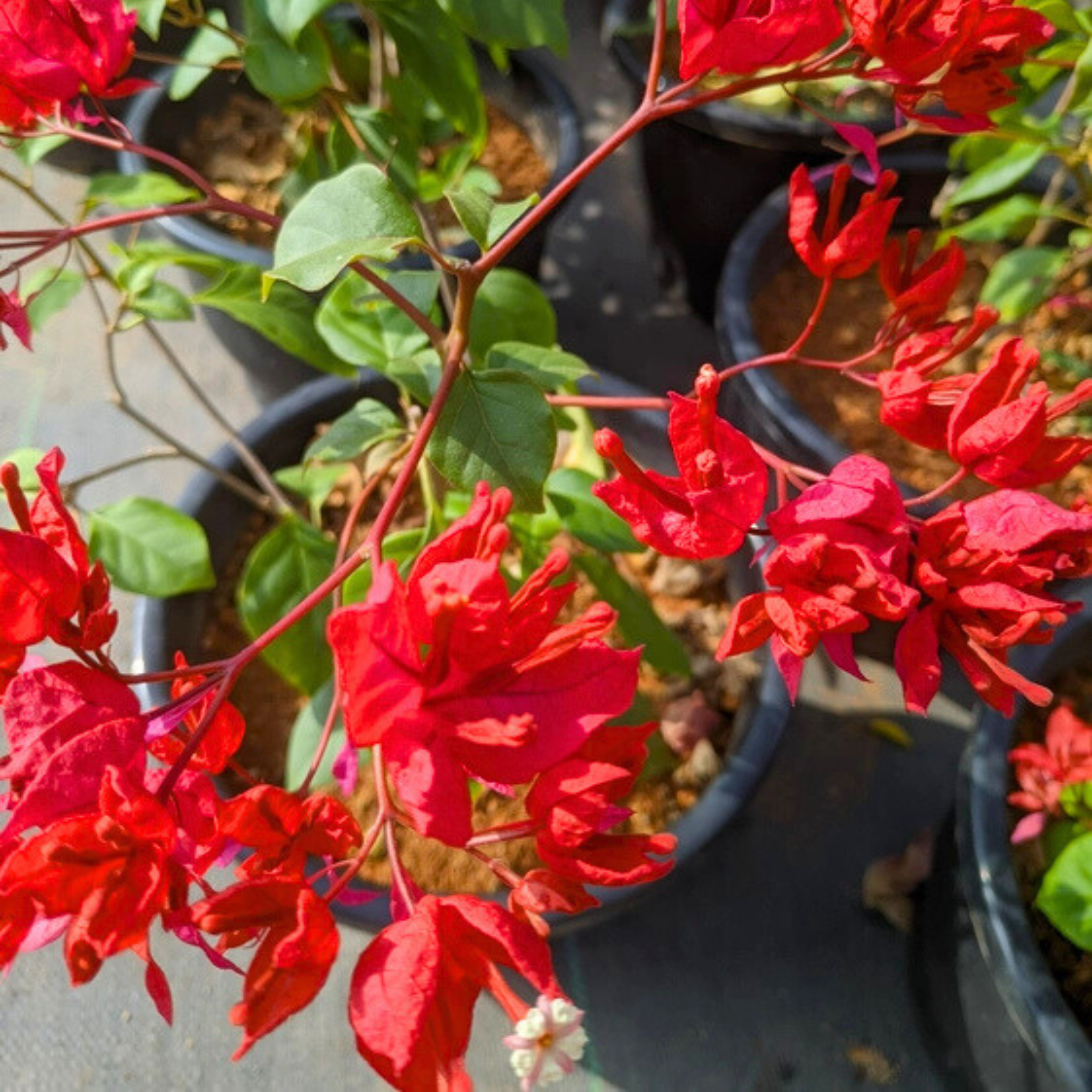DZ Bougainvillea Tanglong Red (Paper Flower) Rare Flowering Live Plant - view 3