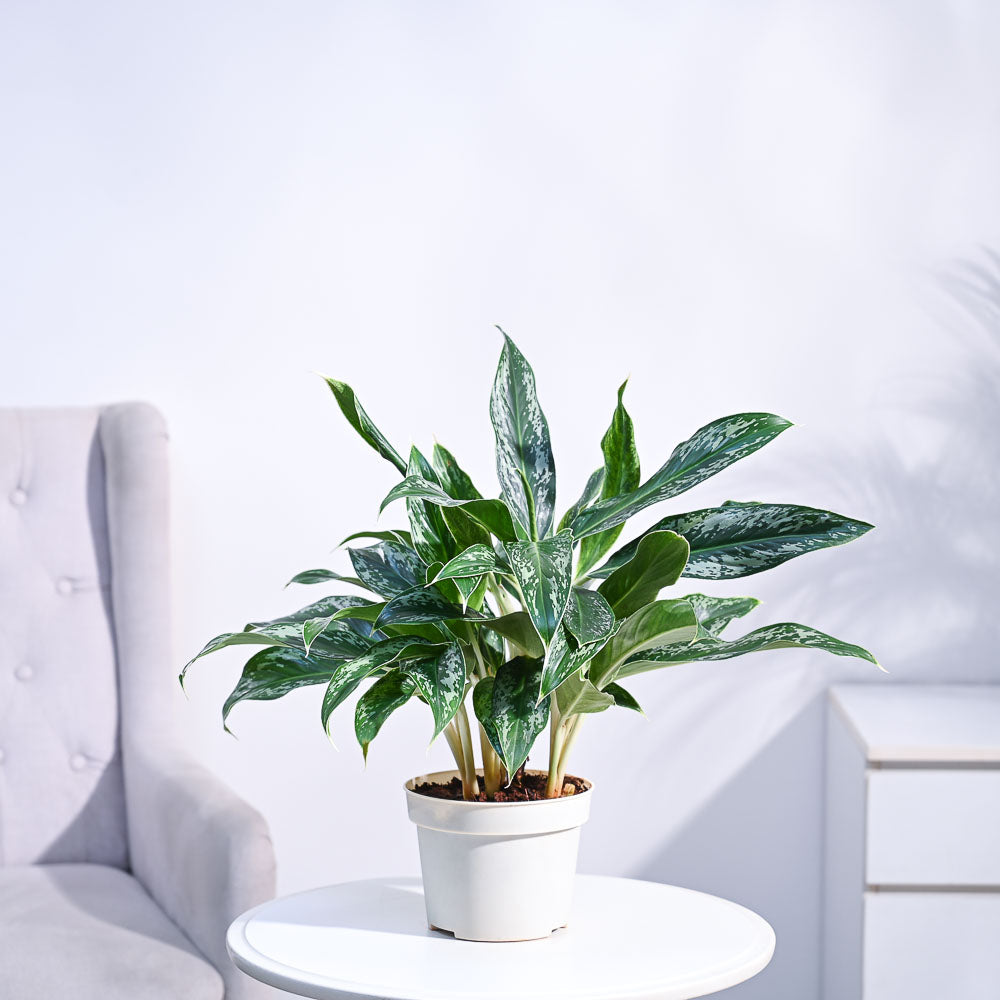 Ugaoo Aglaonema Queen Plant - view 2