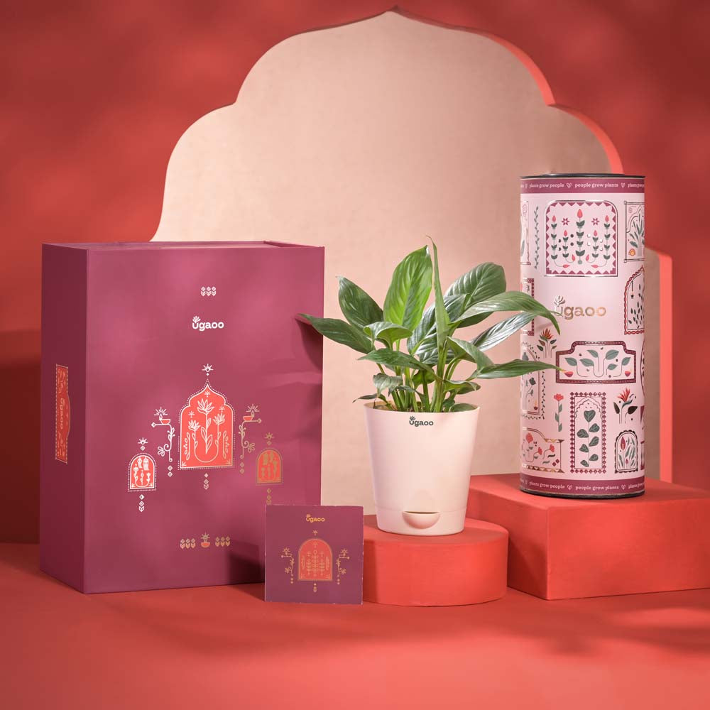 Ugaoo Light & Luck Diwali Gift Hamper - view 8