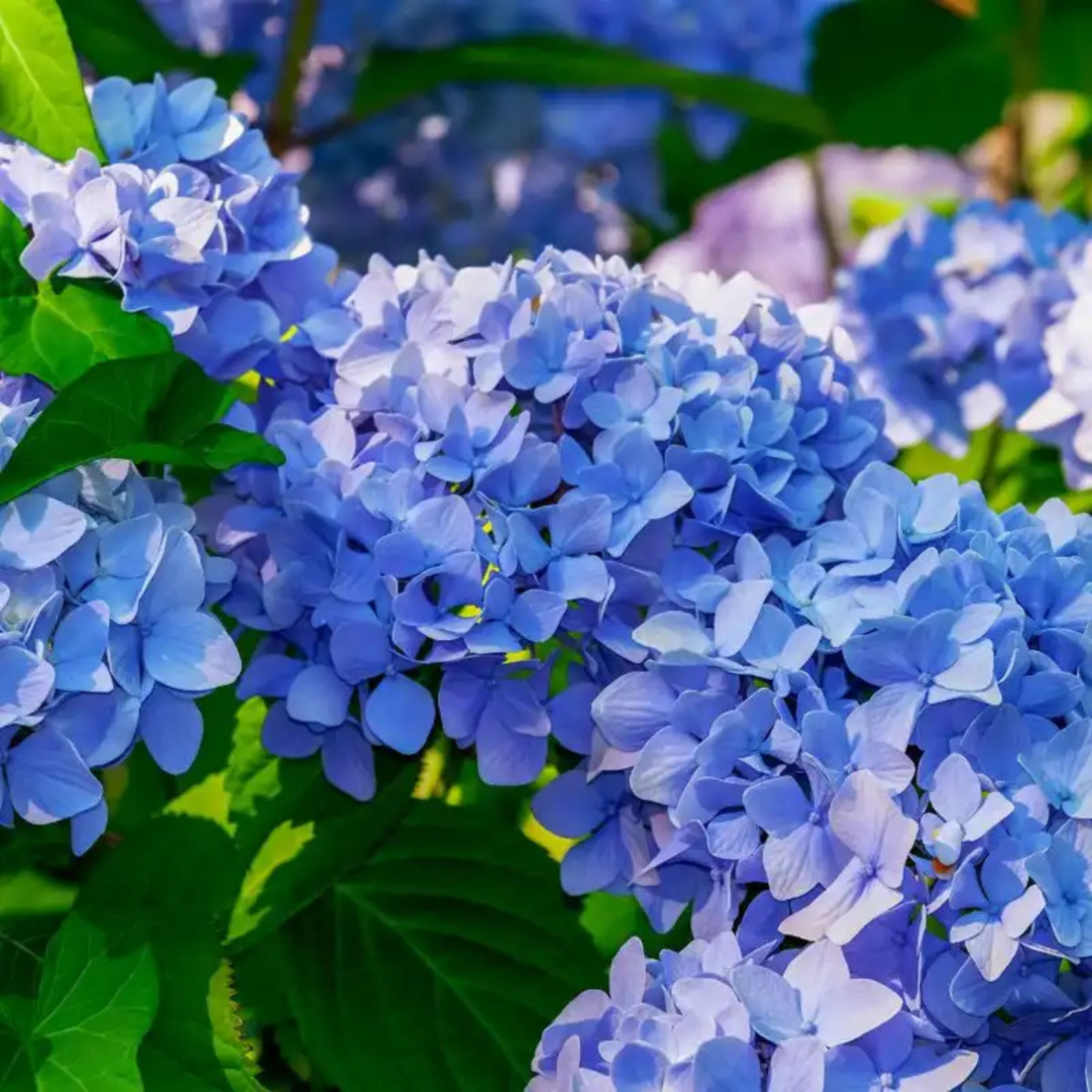 MR Hydrangea Blue (Hydrangea macrophylla) Flowering Live Plant - view 2