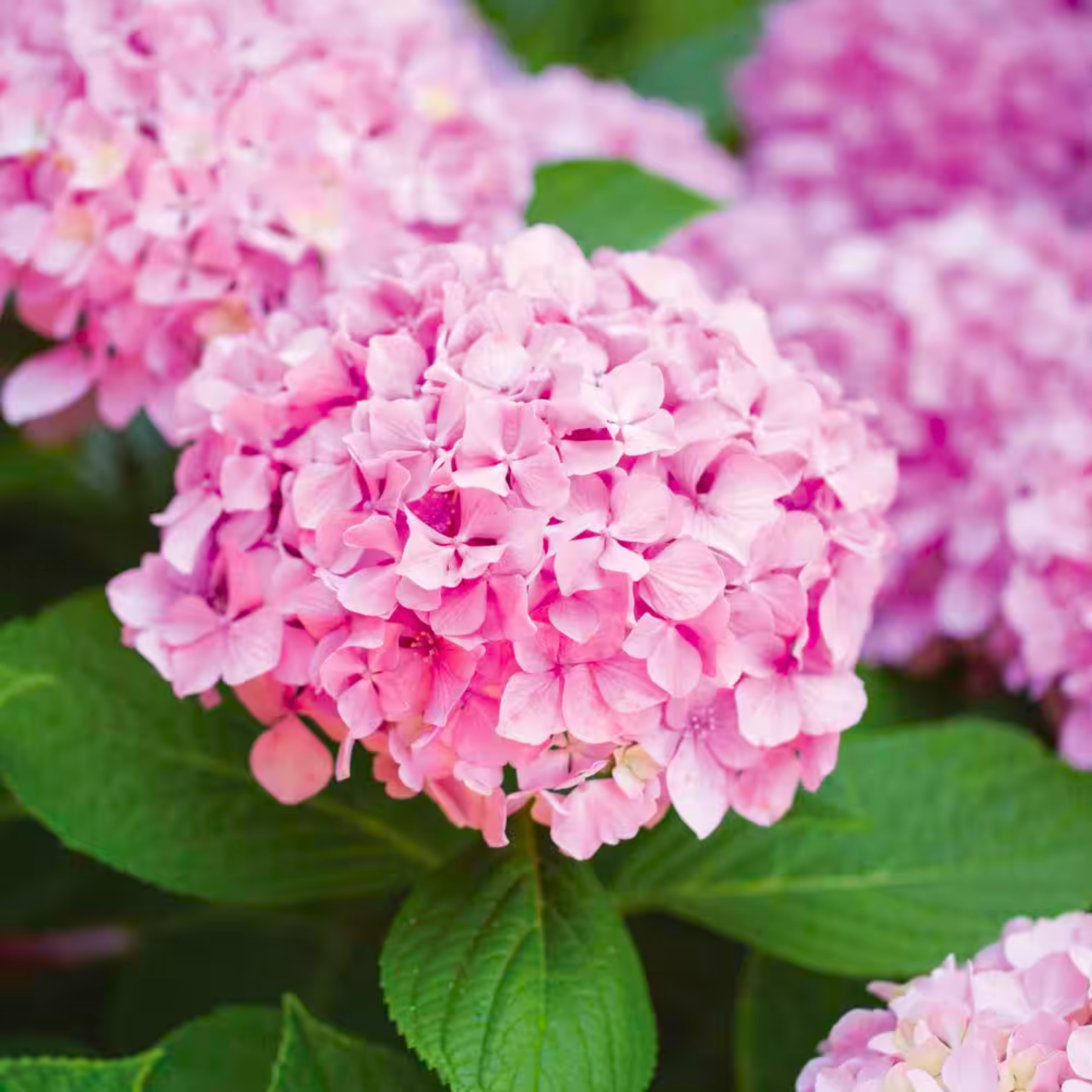 MR Hydrangea Pink (Hydrangea macrophylla) Flowering Live Plant - view 4