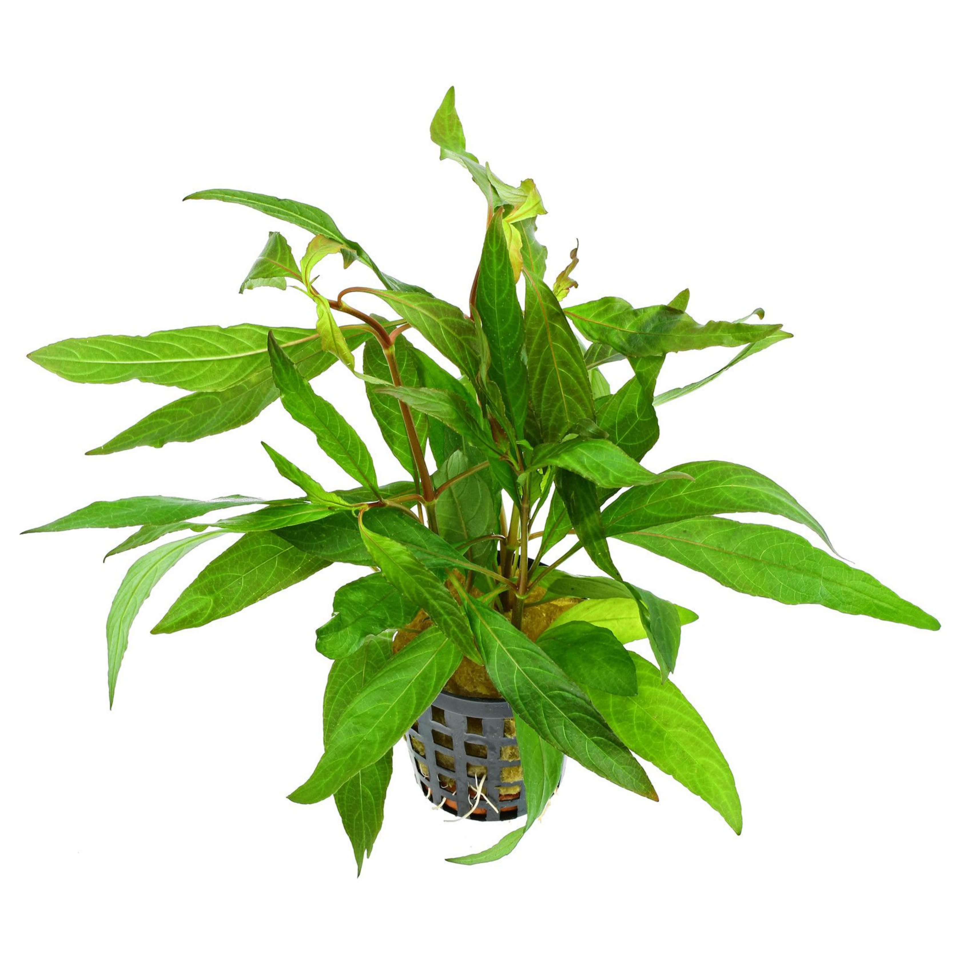MRWP Hygrophila Corymbosa 'Stricta' Aquarium Live Plant