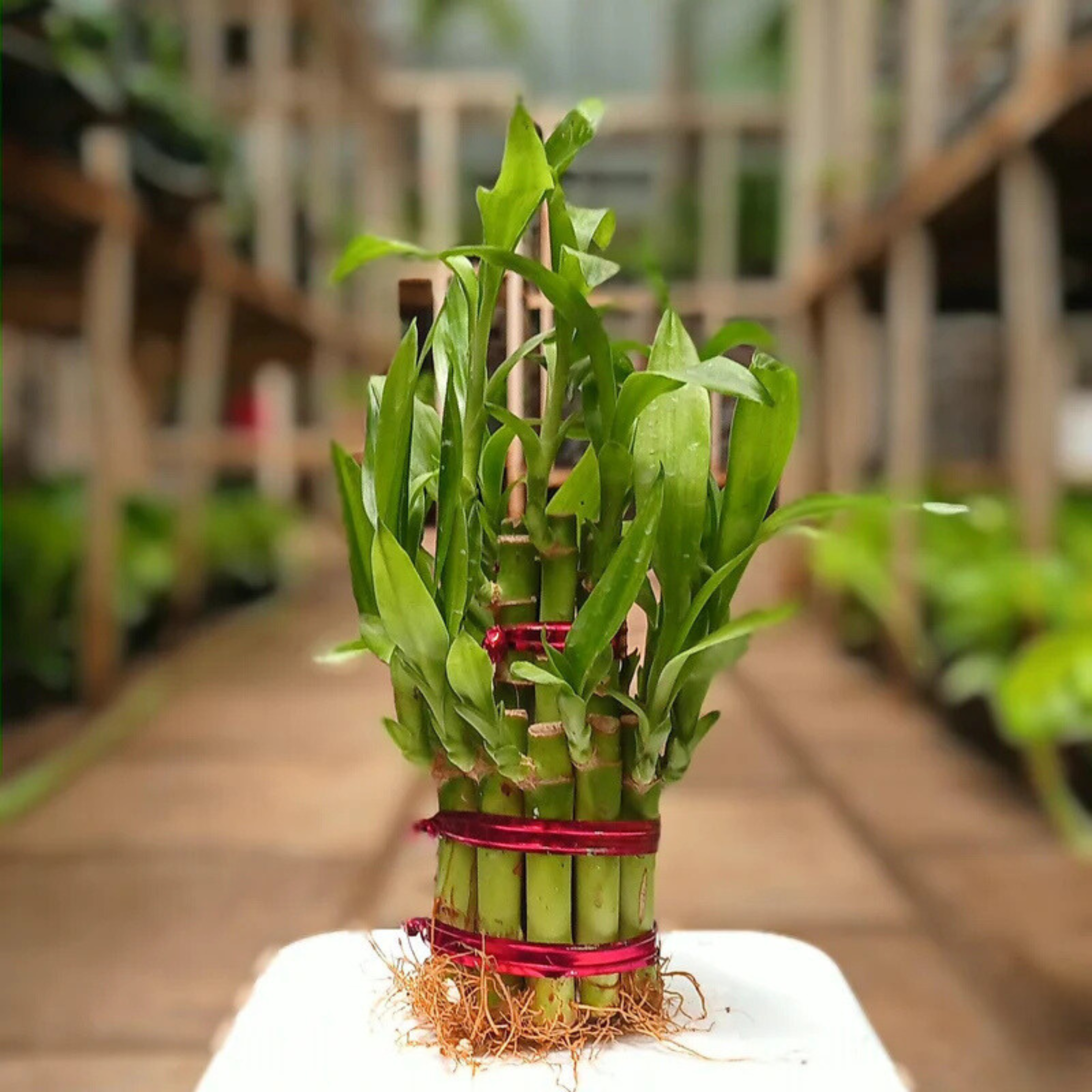 MR 2 Layer Lucky Bamboo Indoor Live Plant - view 2
