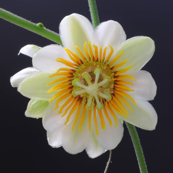 MR Passiflora holosericea (Krishna Kamal) Yellow Flowering Live Plant - view 6