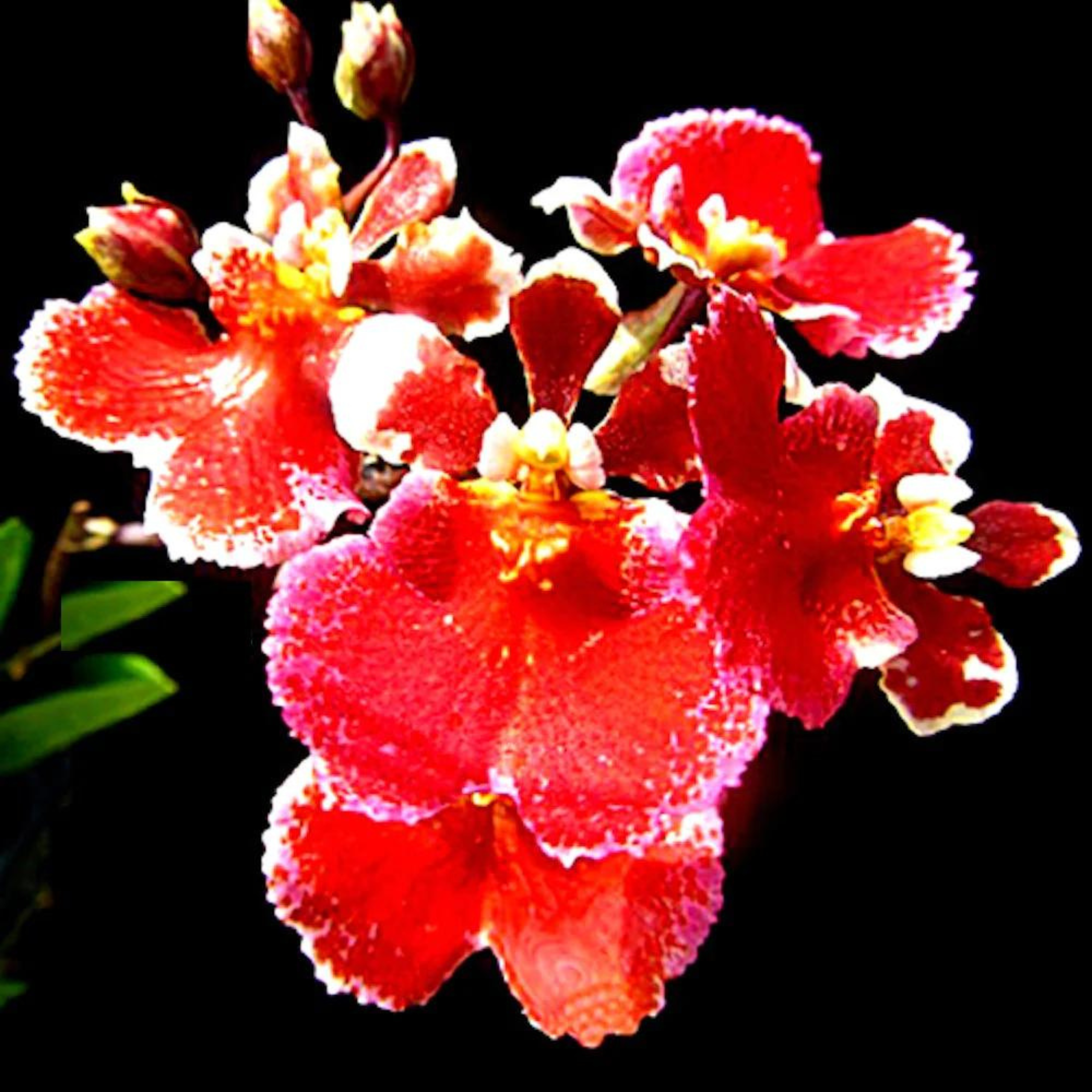 DZ Tolumnia Flyer Red Cherry - view 2