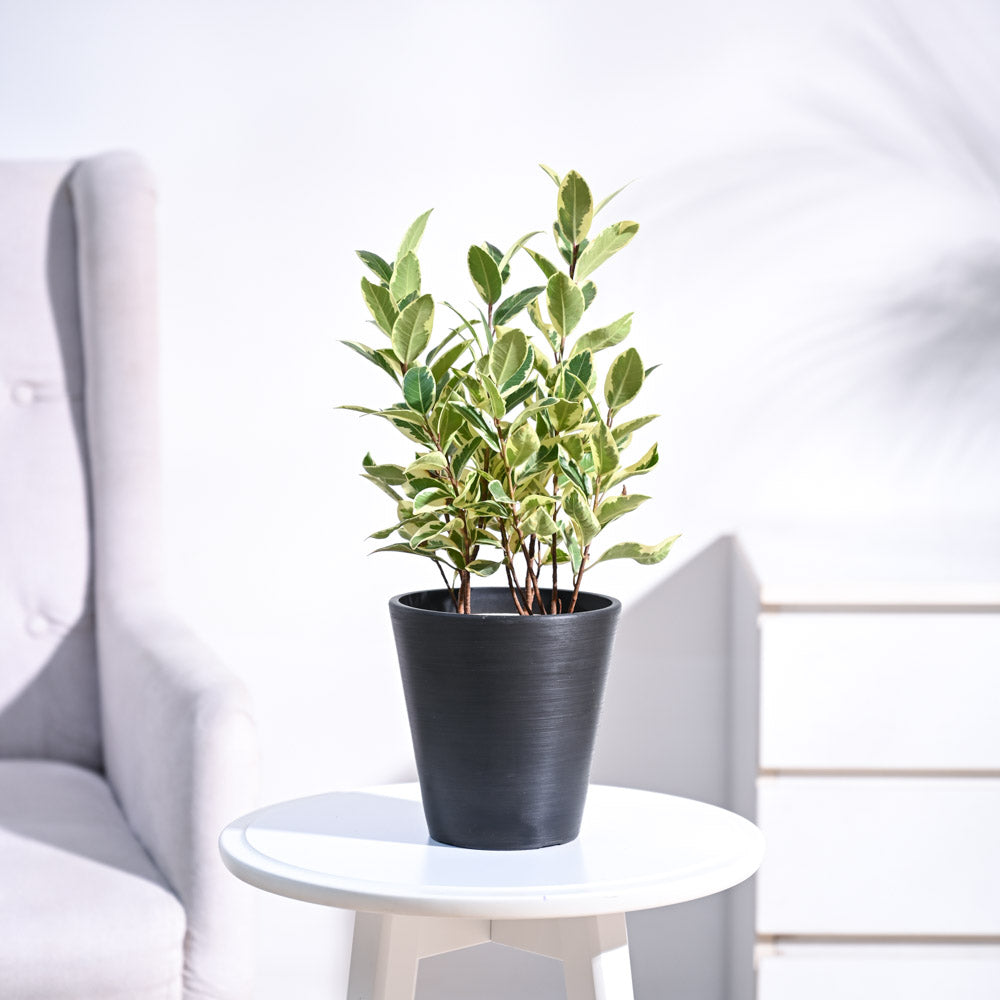 Ugaoo Ficus Prestige Plant - view 6