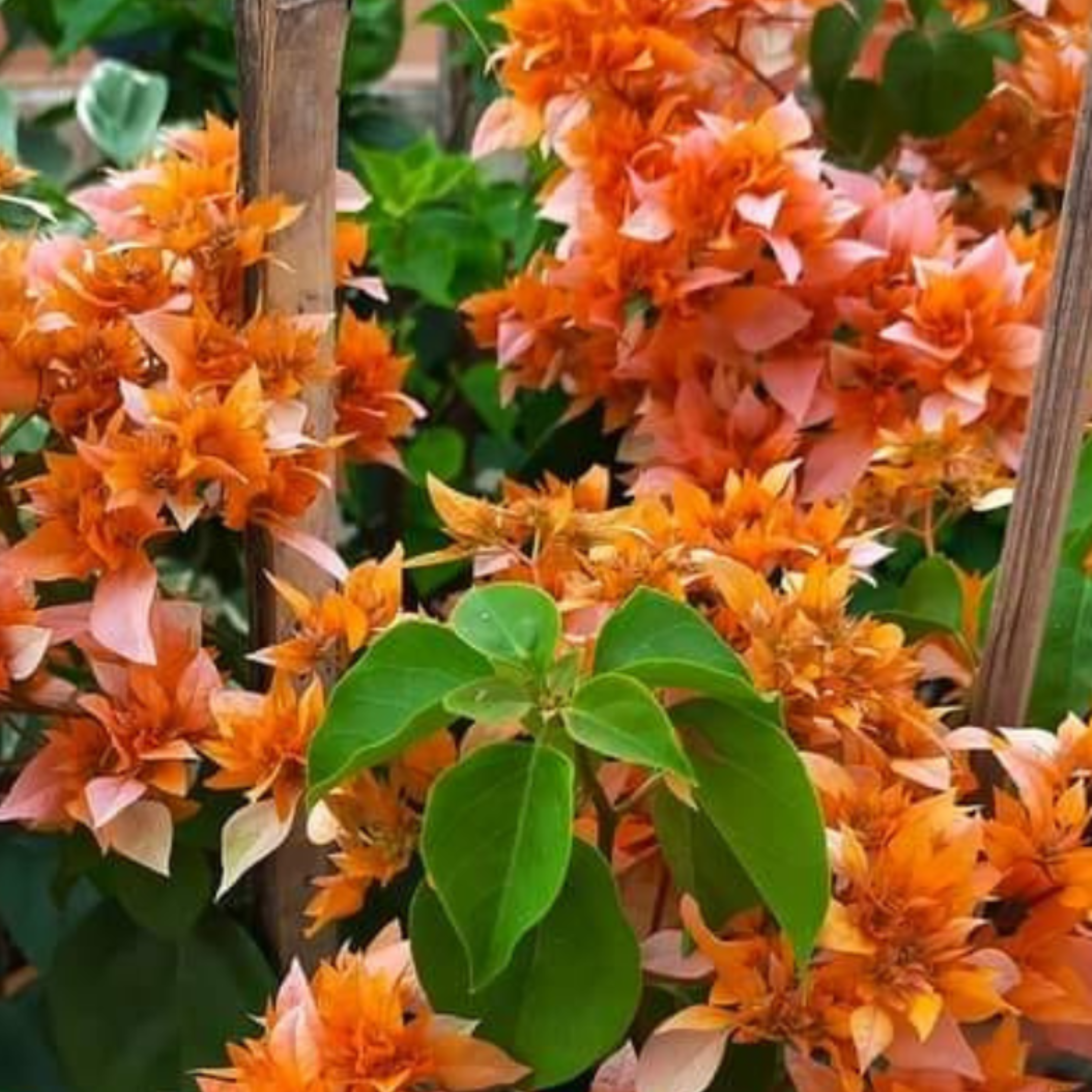 DZ Bougainvillea Roseville Delight (Paper Flower) Rare Flowering Live Plant