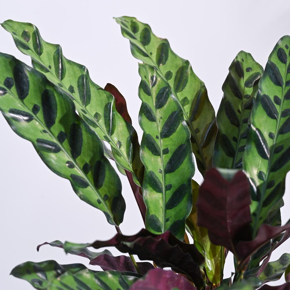 Ugaoo Calathea Rattlesnake Plant - view 103