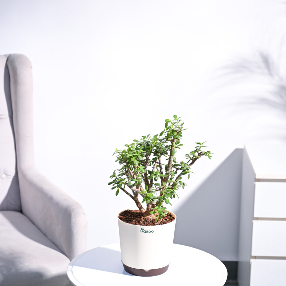 Ugaoo Jade Mini Bonsai - view 5