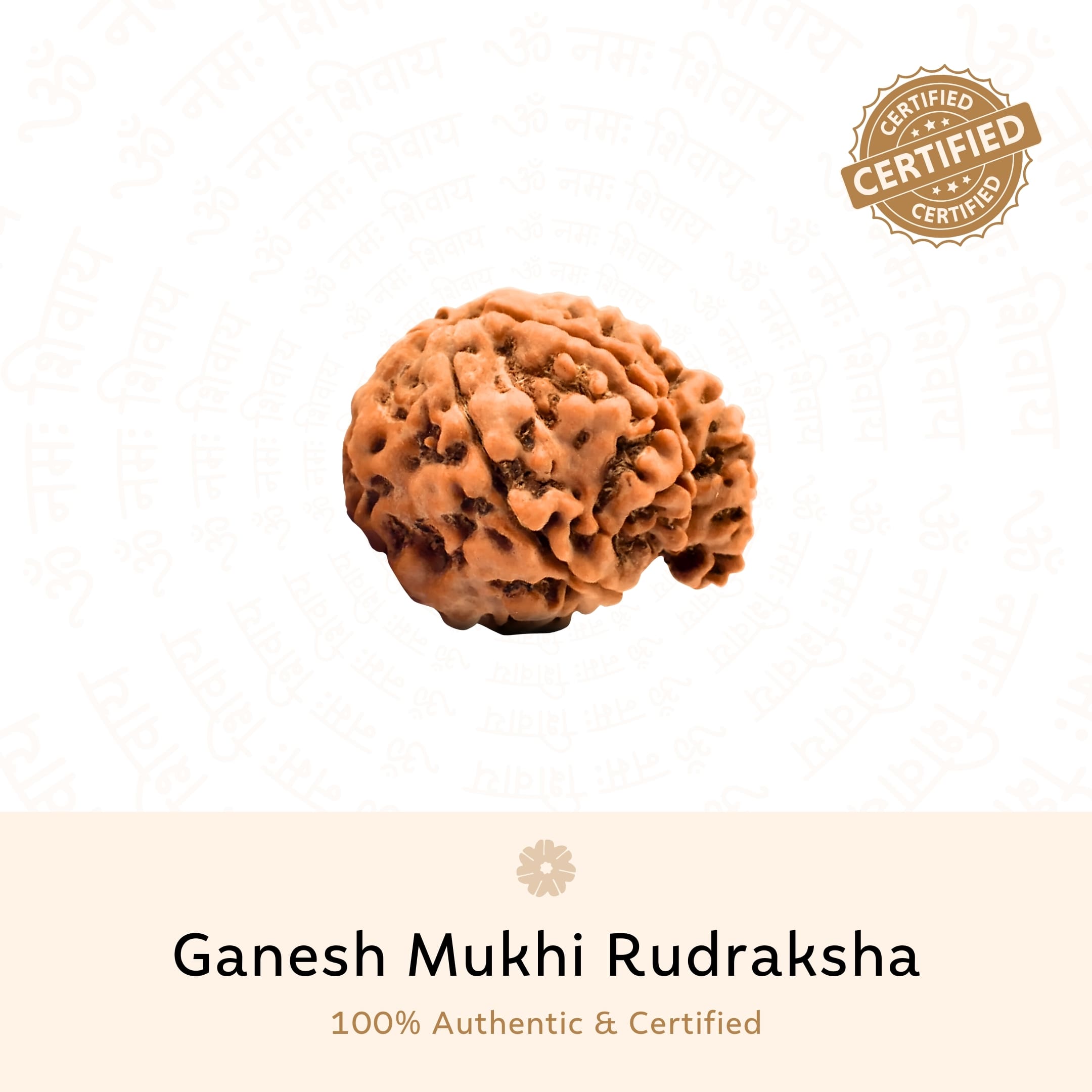 Prinjal Jewellers Ganesh 5 Mukhi Rudraksha (Nepali) - view 2