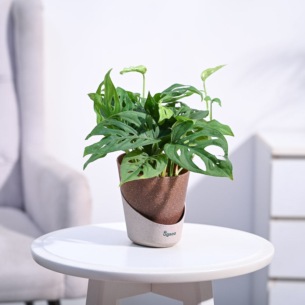 Ugaoo Broken Heart Plant - view 167