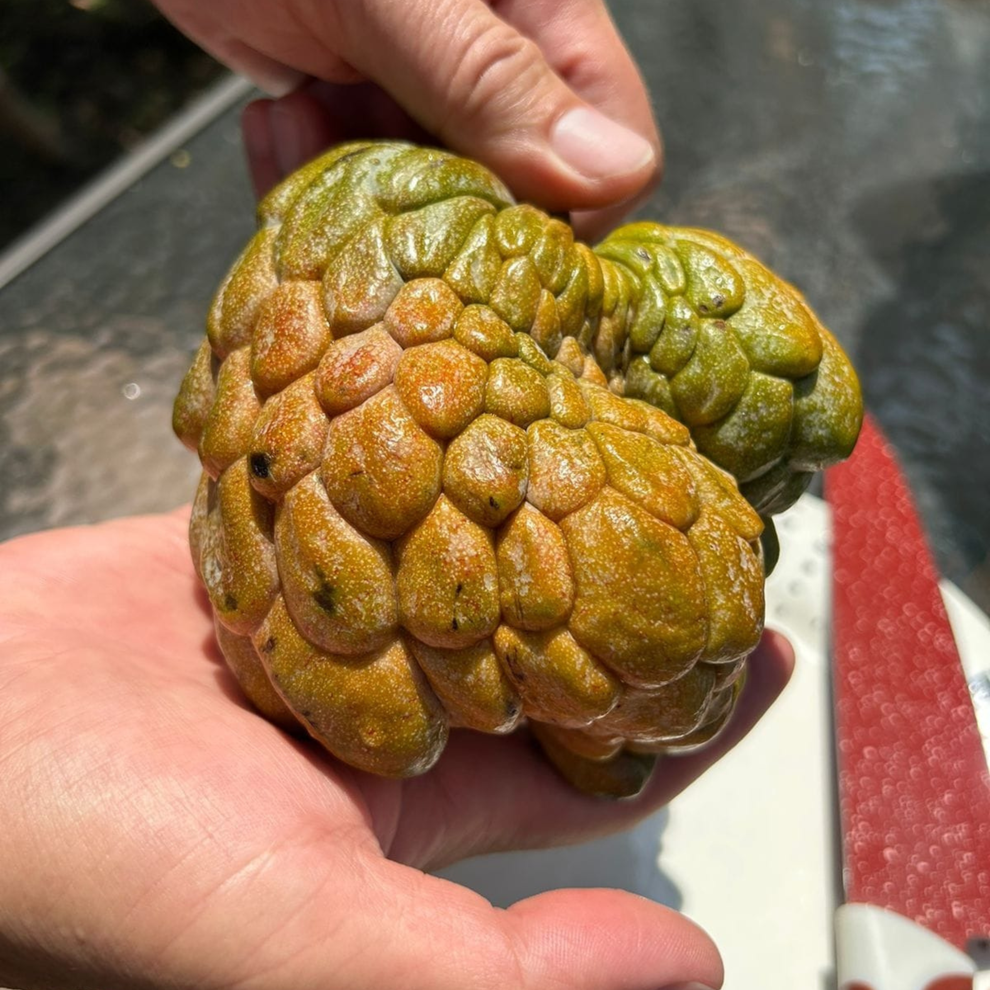 VL Pink Turkey Head (Annona reticulata) Fruit Live Plant - view 2