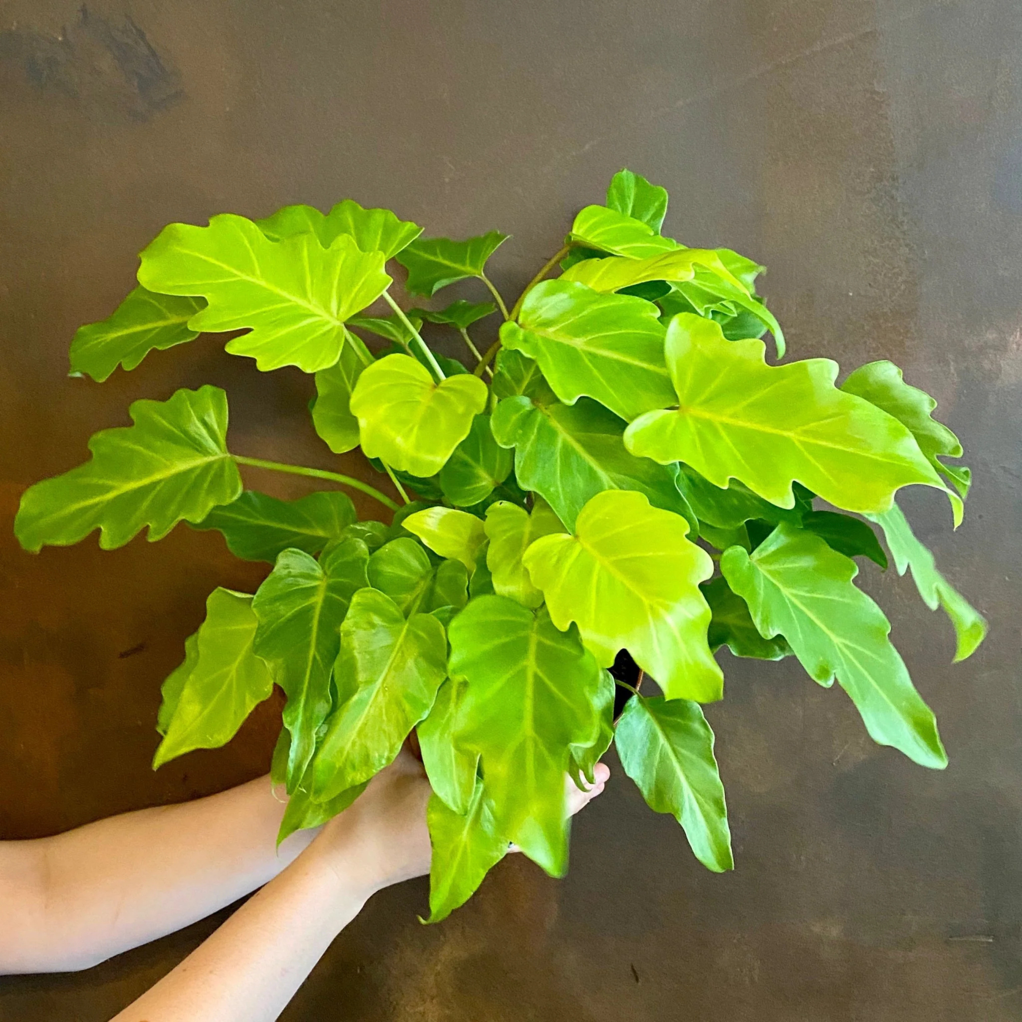 MR Philodendron Xanadu Gold Indoor / Outdoor Live Plant - view 3