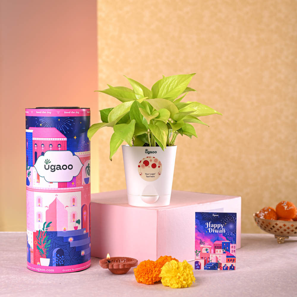 Ugaoo Money Plant Golden Diwali Gift