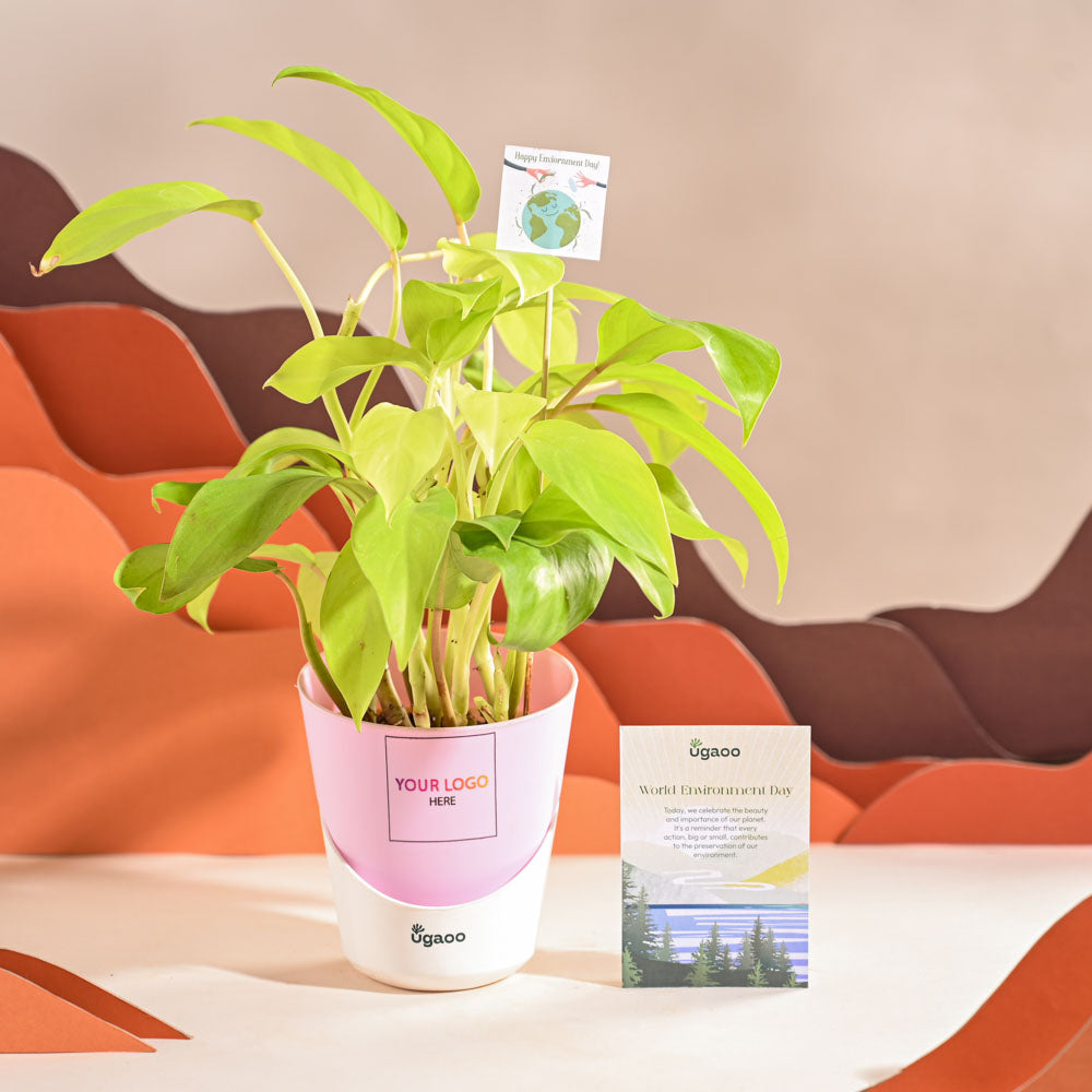Ugaoo Philodendron Ceylon Golden Plant For Environment Day Gifting - view 26