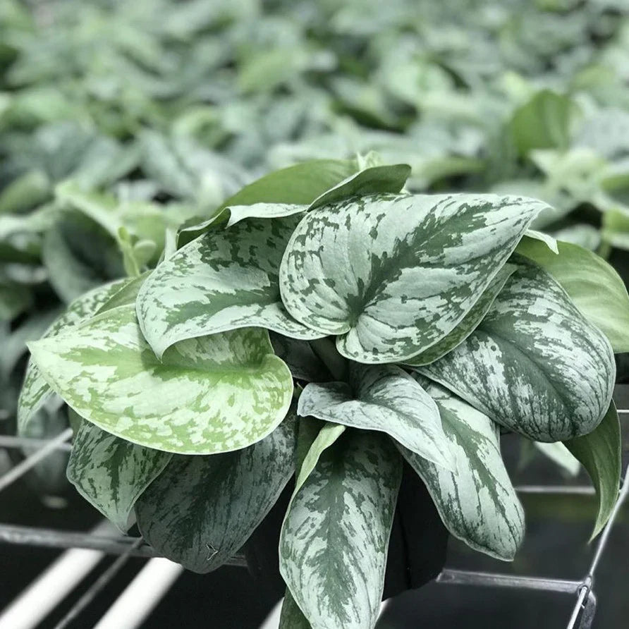 Pictus money plant – DZ Silver Pothos (Scindapsus pictus) Money Plant Indoor Live Plant