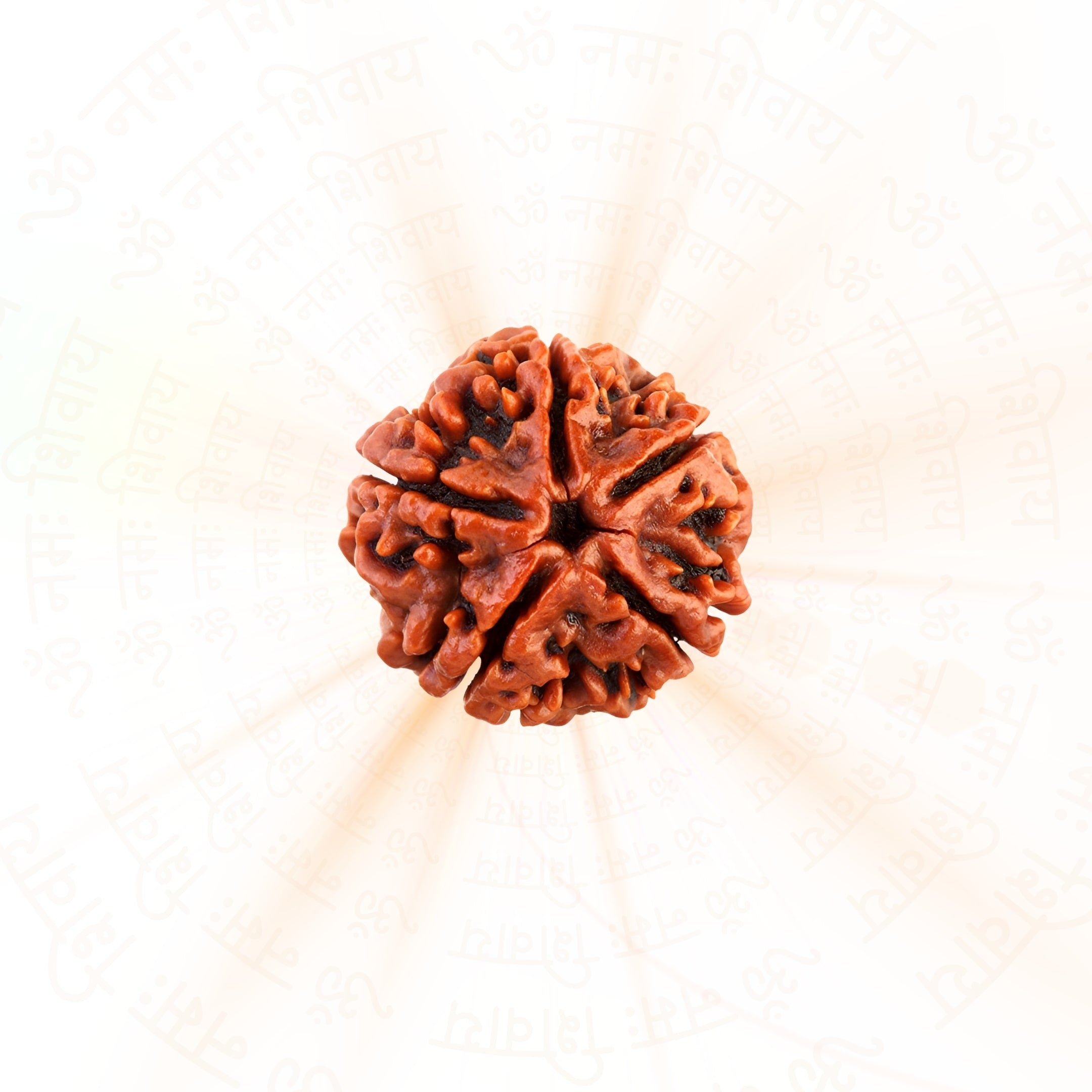 Prinjal Jewellers 5 Mukhi Rudraksha ( Nepali )
