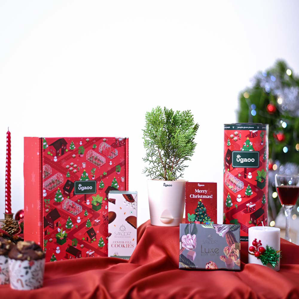 Ugaoo Thuja Plant Christmas Gift Hamper