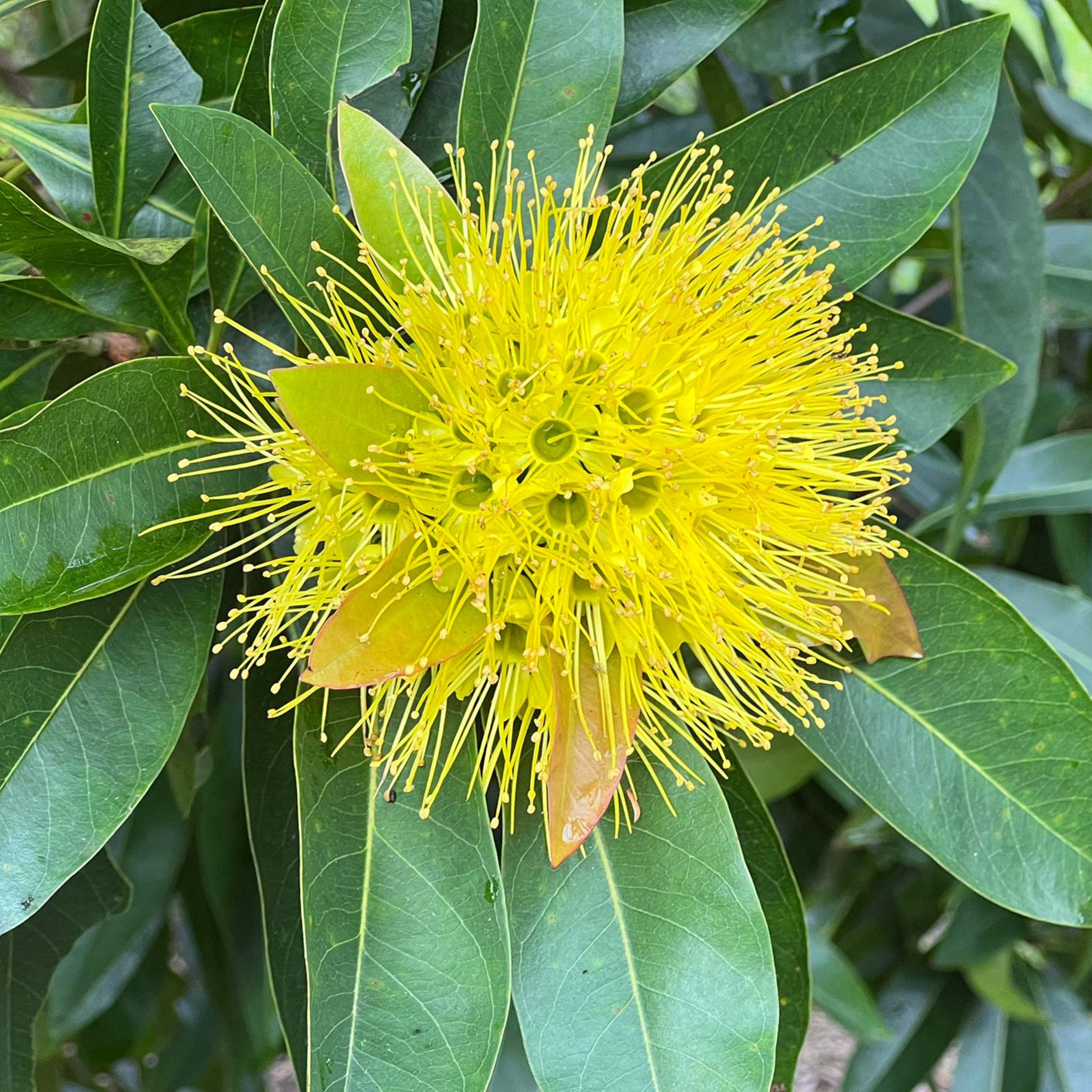 DZ Golden Penda / Rosida Yellow (Xanthostemon chrysanthus) Flowering Live Plant - view 5