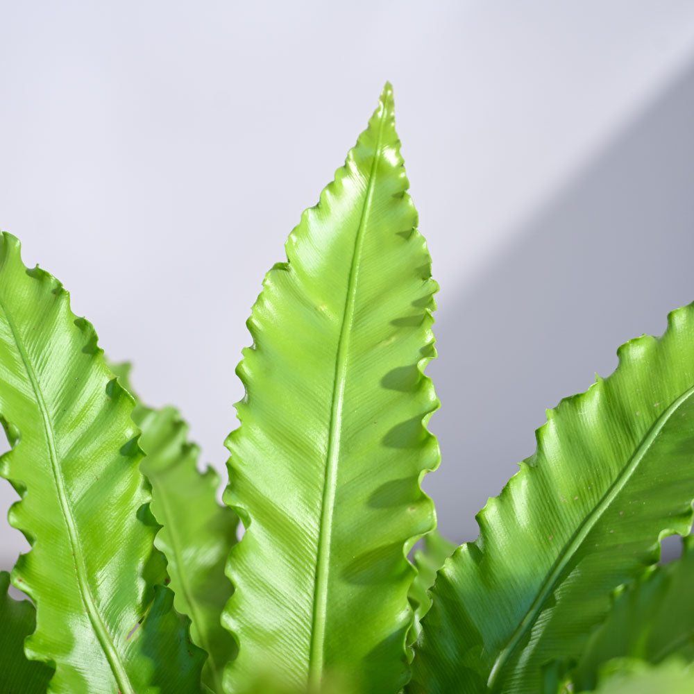 Ugaoo Osaka Bird Nest Fern - view 43