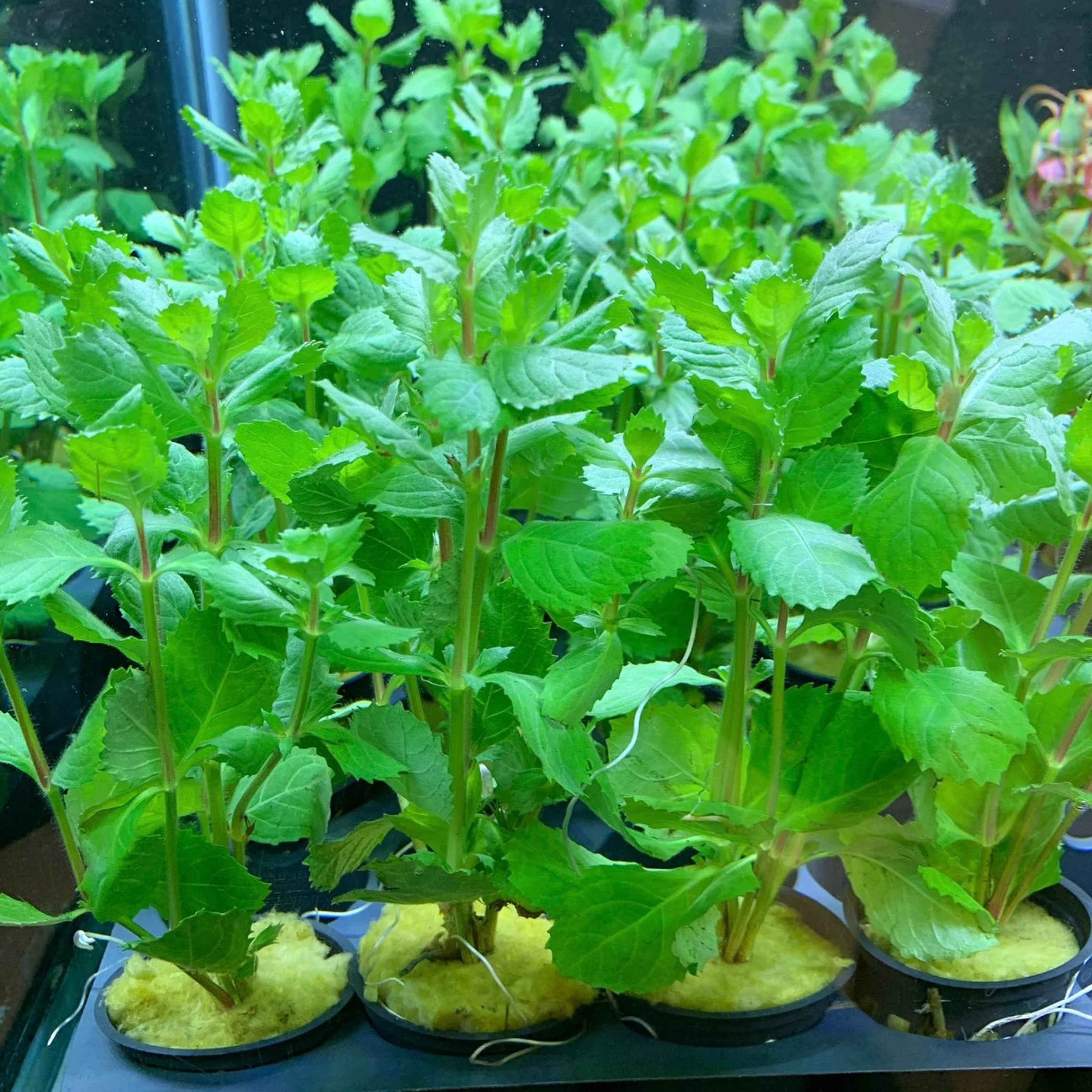 MRWP Water Wisteria (Hygrophila difformisa) Aquarium Live Plant