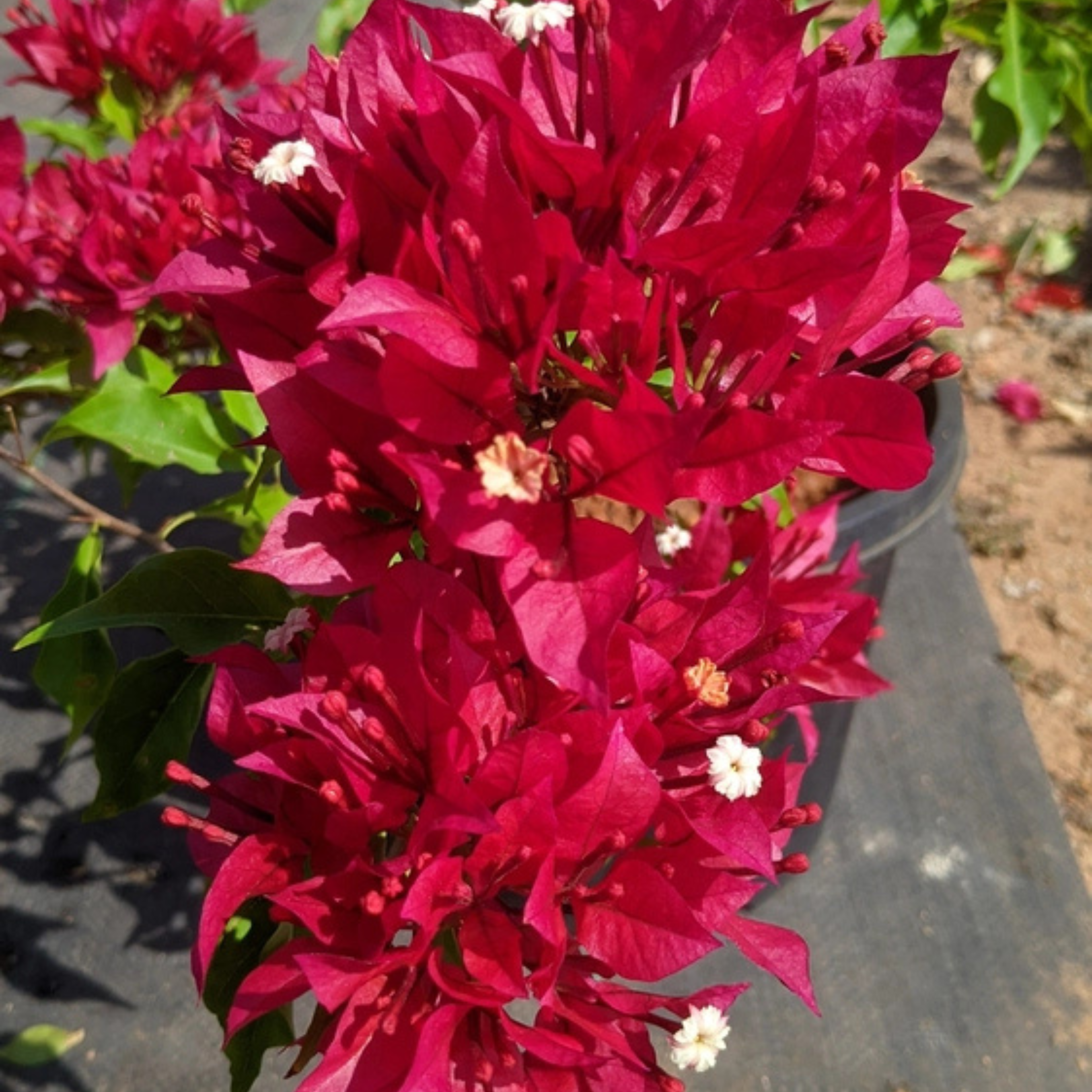DZ Bougainvillea Ruby Red Hybrid (Paper Flower) Rare Flowering Live Plant - view 2