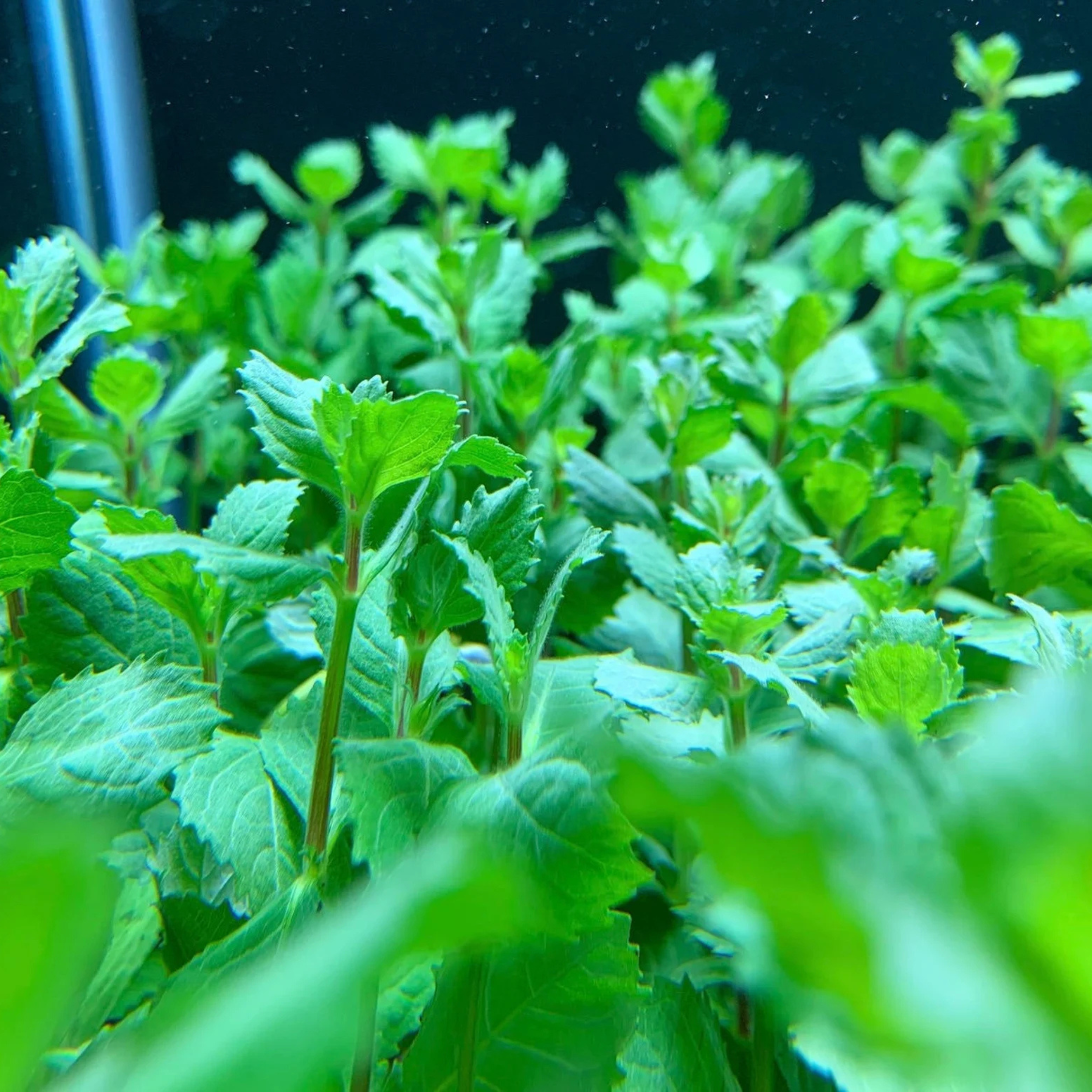 MRWP Water Wisteria (Hygrophila difformisa) Aquarium Live Plant - view 4