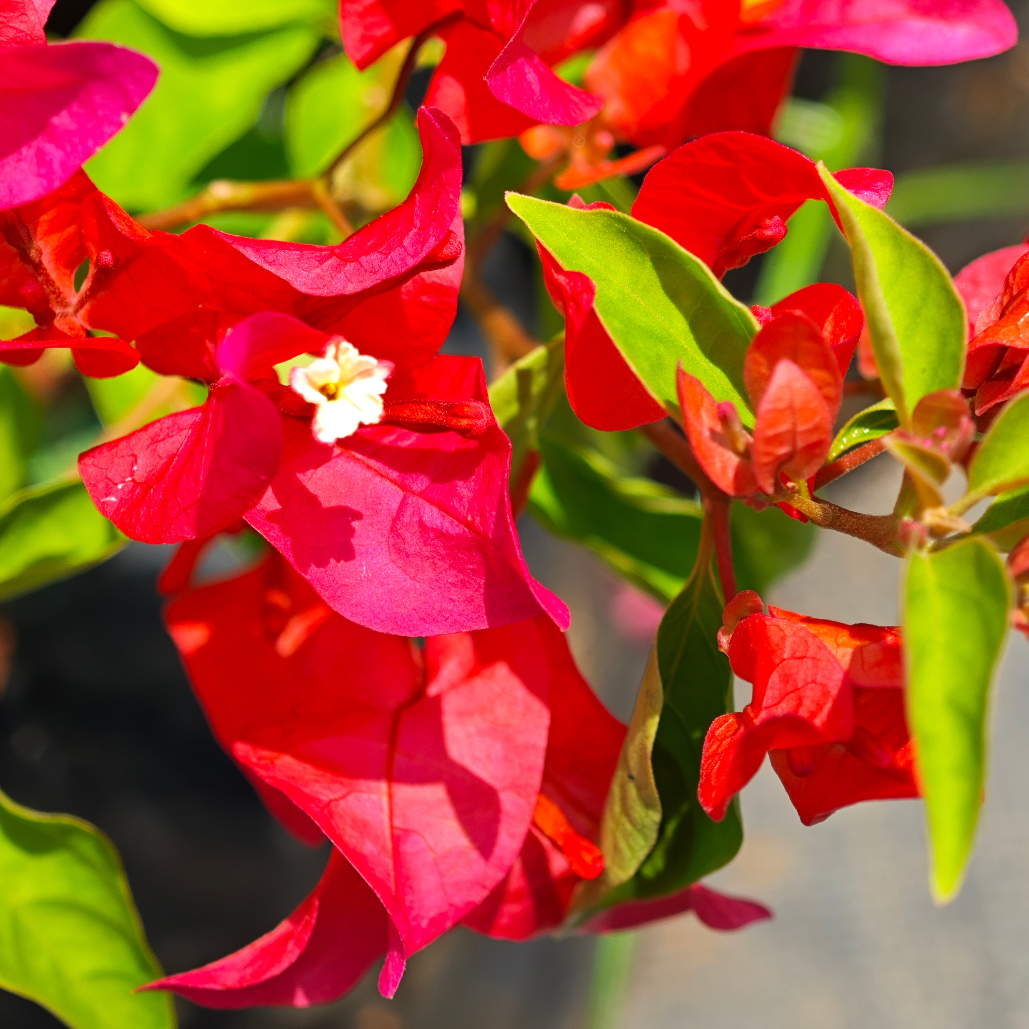 DZ Bougainvillea Chilli Red Hybrid (Paper Flower) Rare Flowering Live Plant - view 2