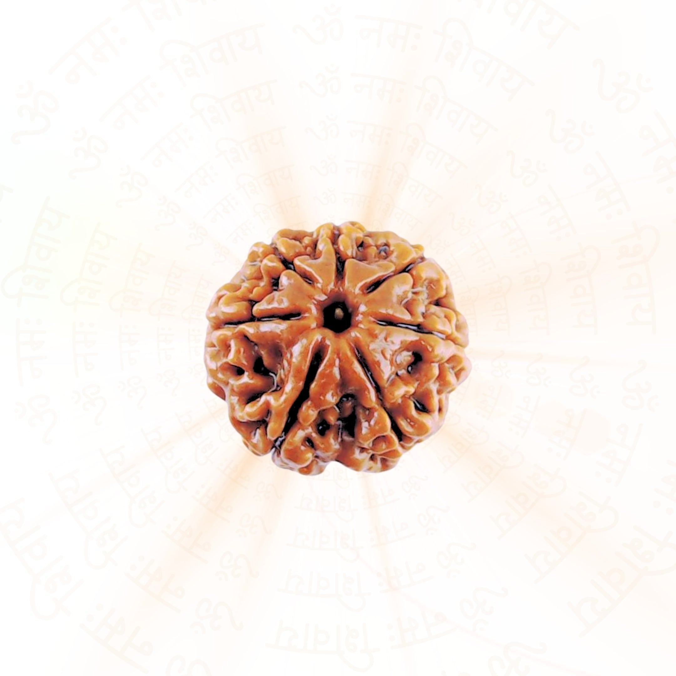Prinjal Jewellers 6 Mukhi Rudraksha ( Nepali )