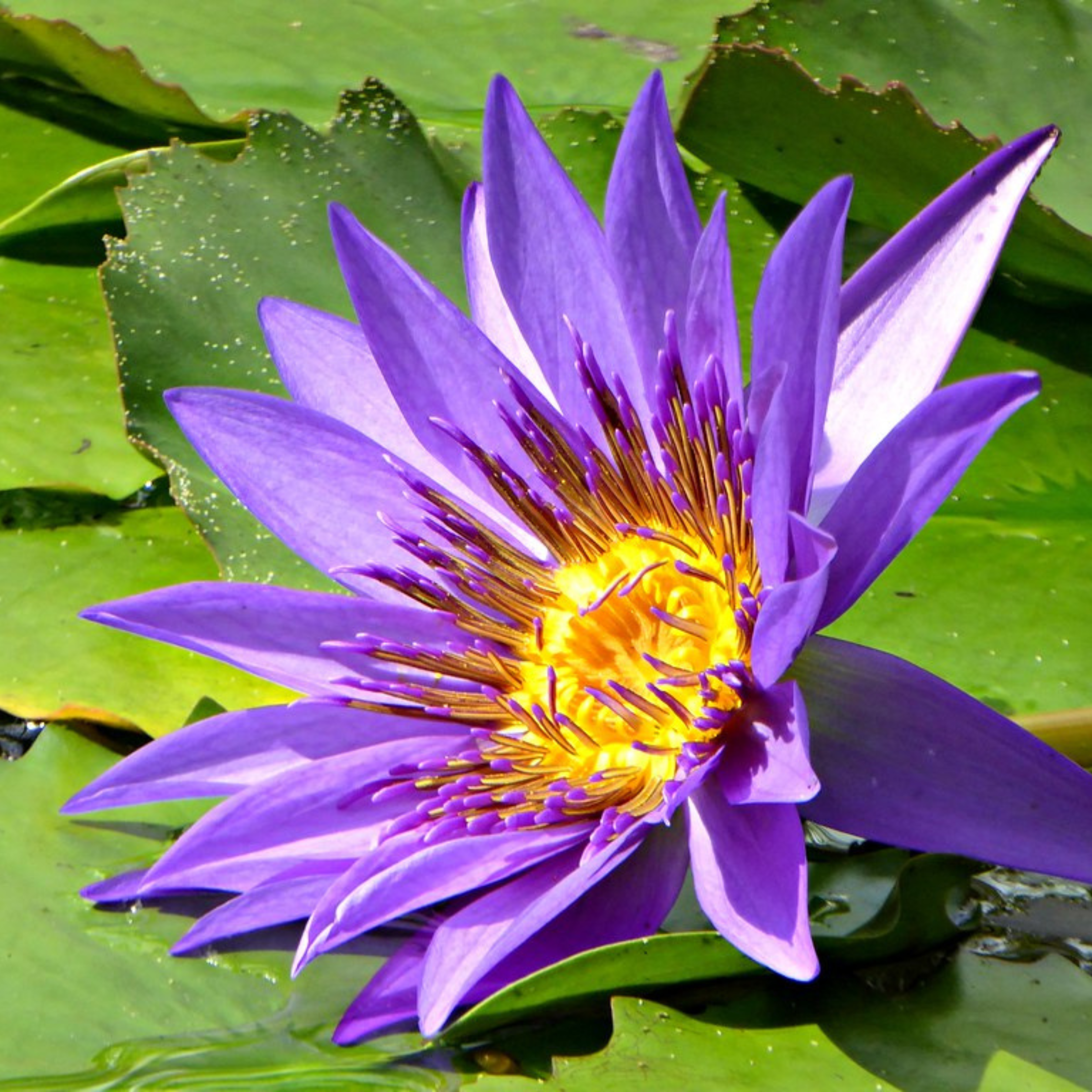 DZ Nymphaea Director George T. Moore (GT Moore) - view 2