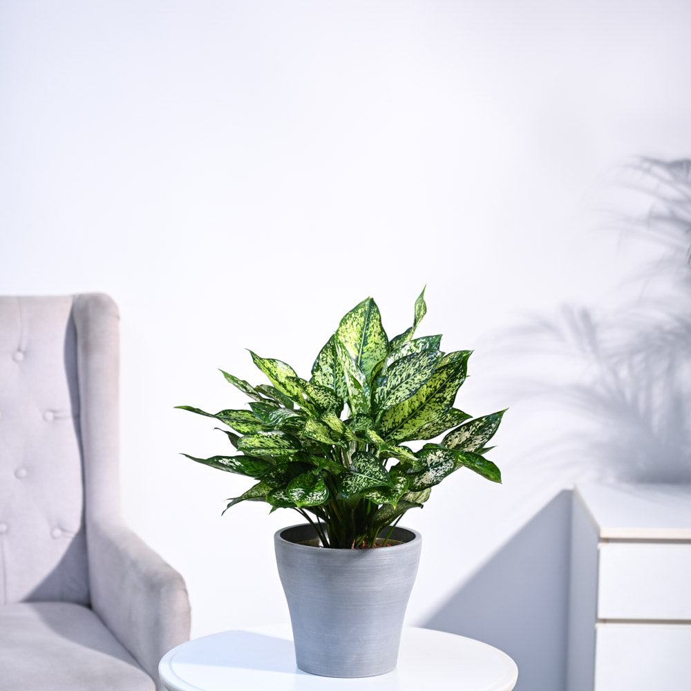 Ugaoo Aglaonema Snow White Plant - view 37