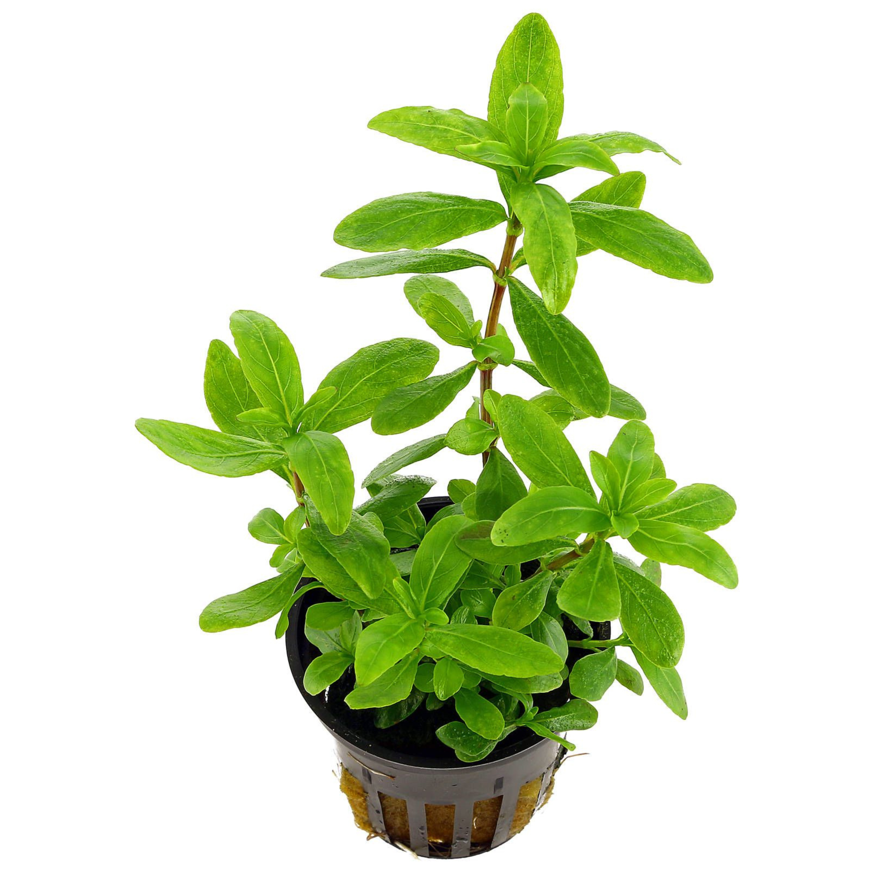MRWP Hygrophila Polysperma Green Aquarium Live Plant
