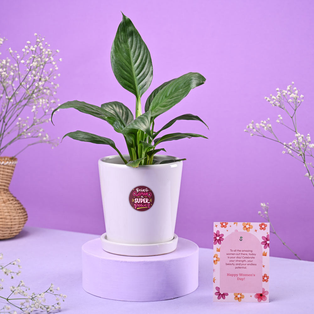 Ugaoo Peace lily in ceramic pot Women's Day Gift