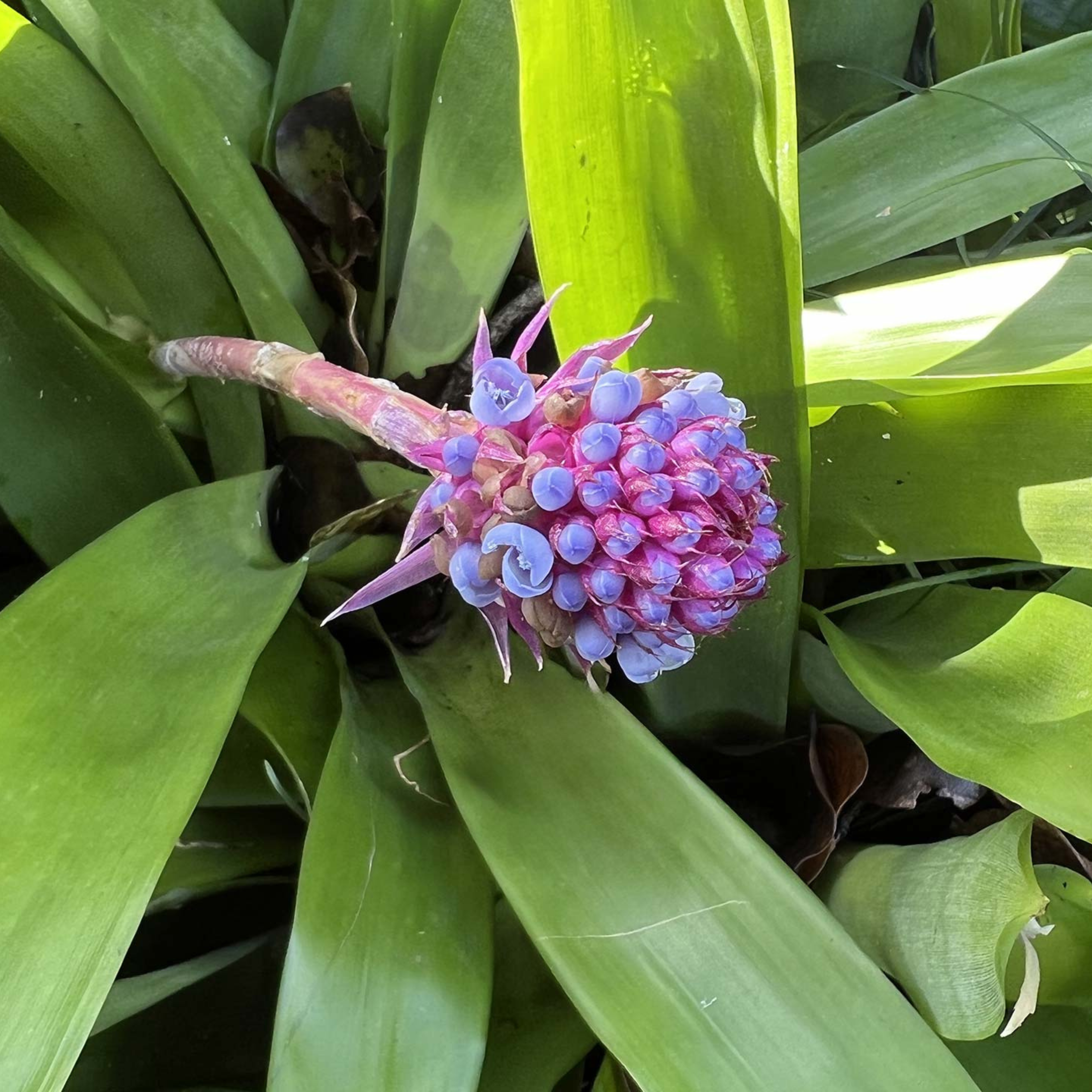 MR Matchstick Airplant / Bromeliad (Aechmea cylindrata) Rare All Time Flowering Live Plant - view 2