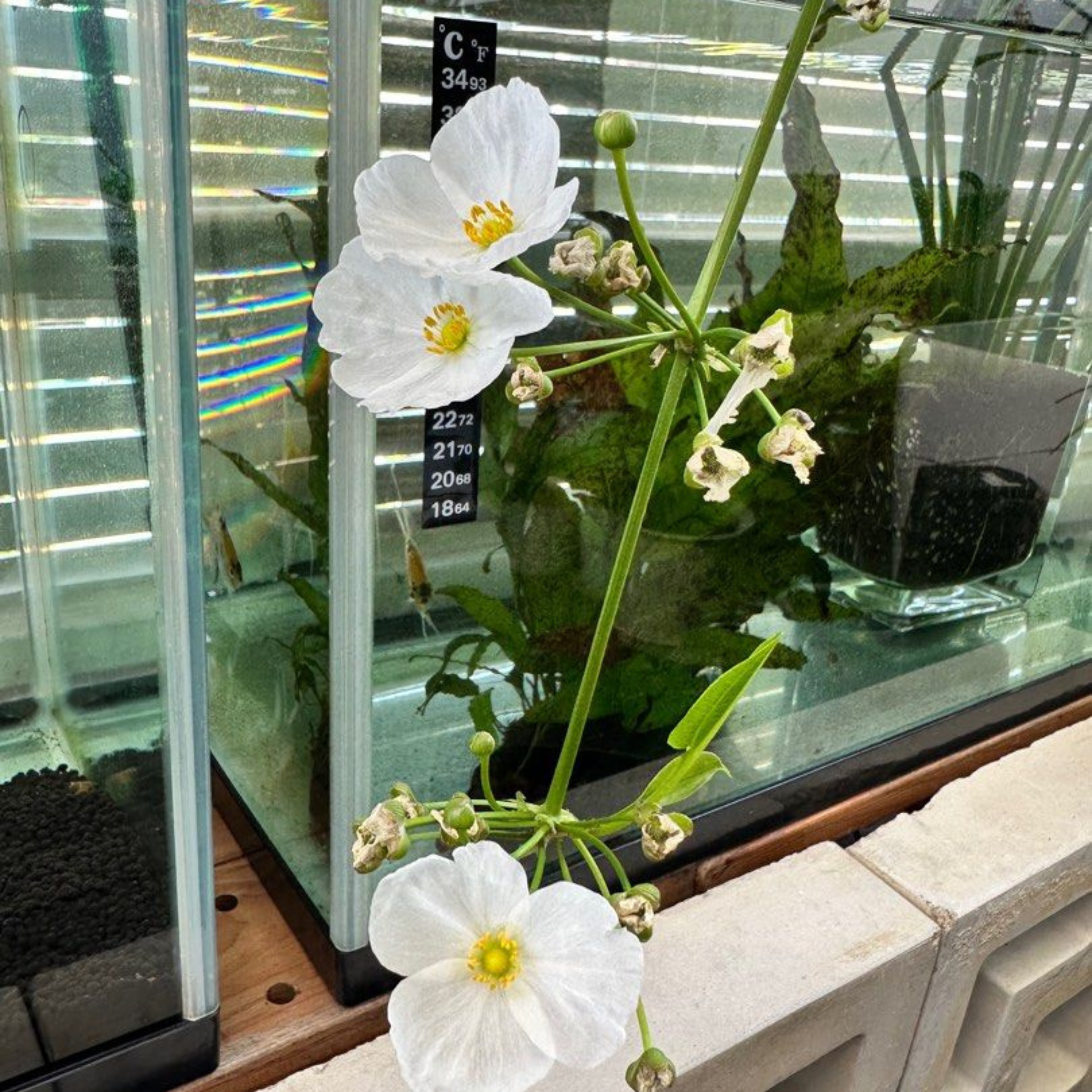 DZ Echinodorus Palifolius (Sword Plant) Indoor/Outdoor Live Plant - view 2