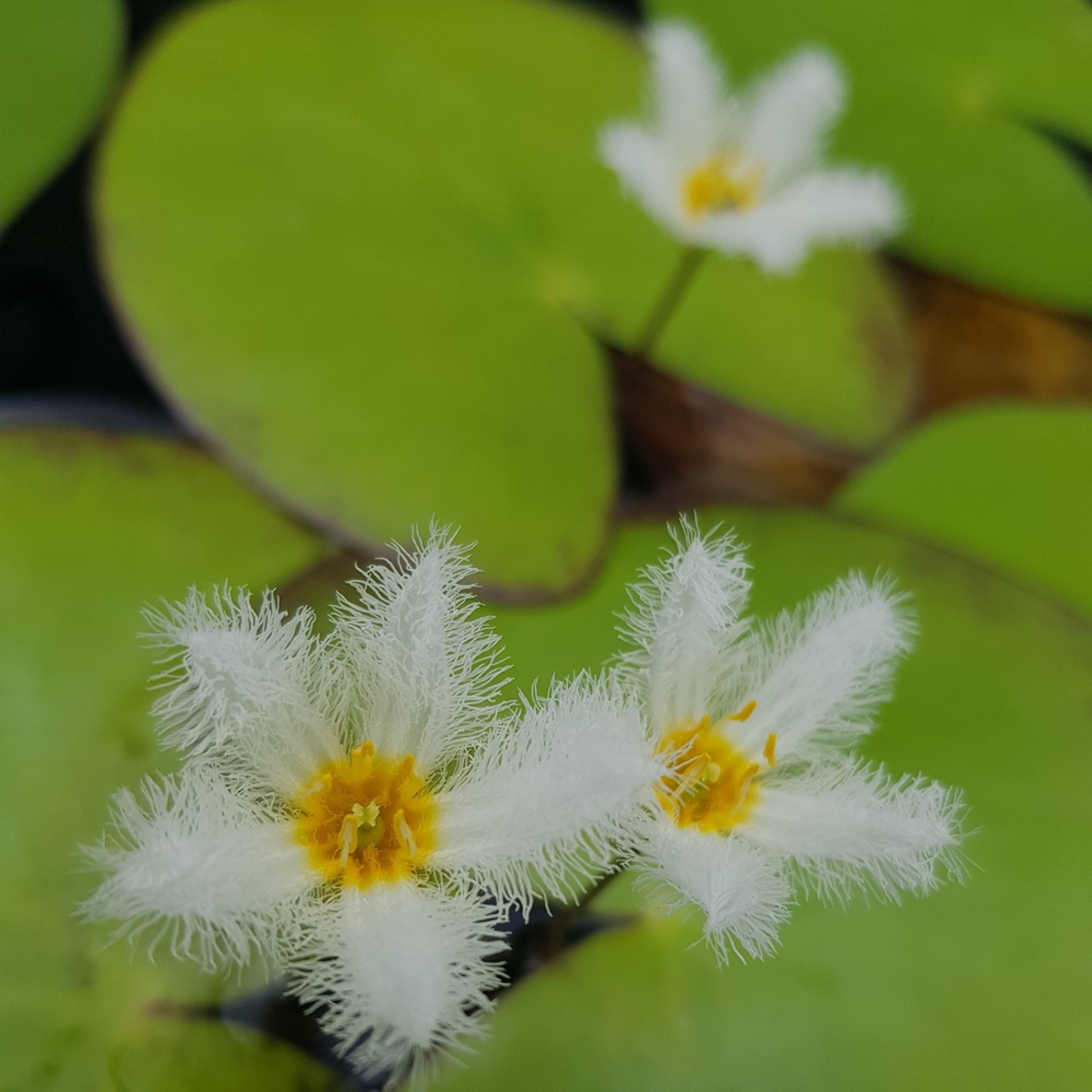 DZ Water Snowflake White (Nymphoides aquatica) Live Plant - Pack of 3
