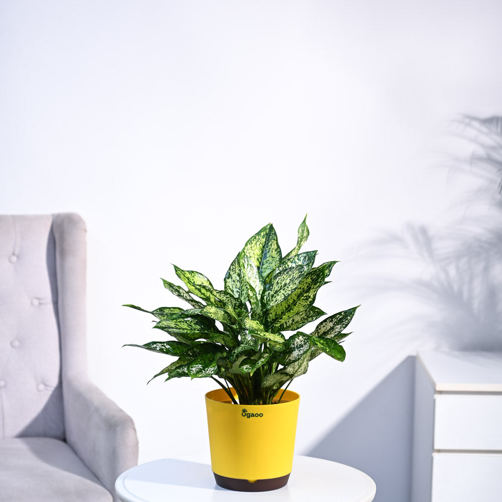 Ugaoo Aglaonema Snow White Plant - view 17