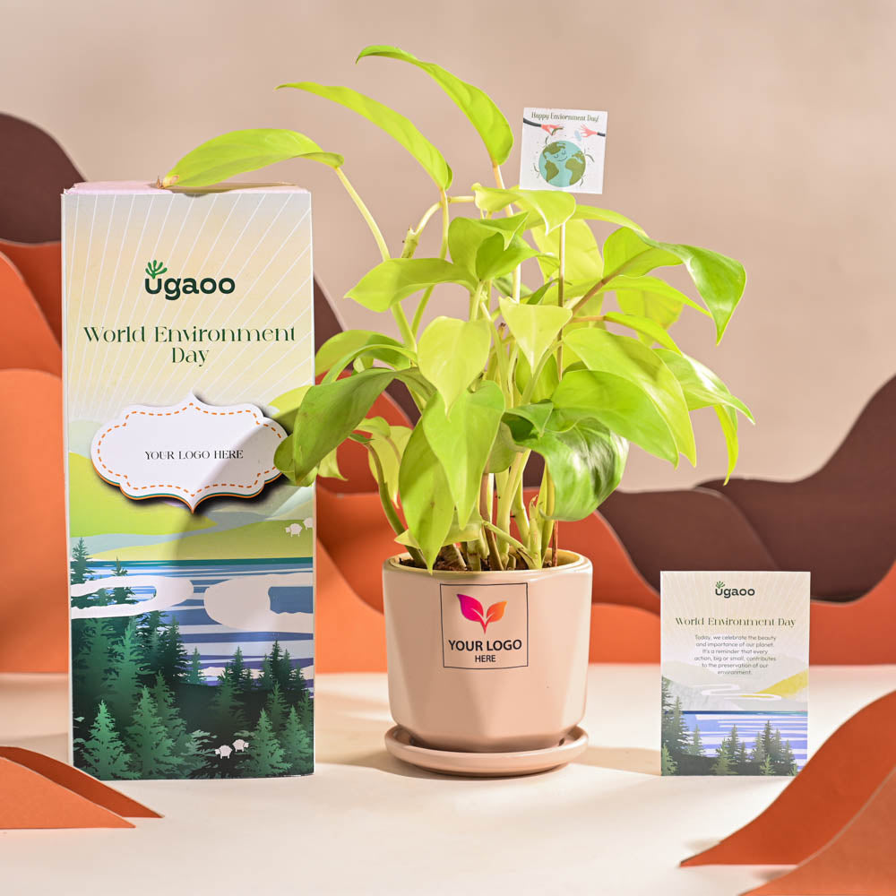 Ugaoo Philodendron Ceylon Golden Plant For Environment Day Gifting - view 55